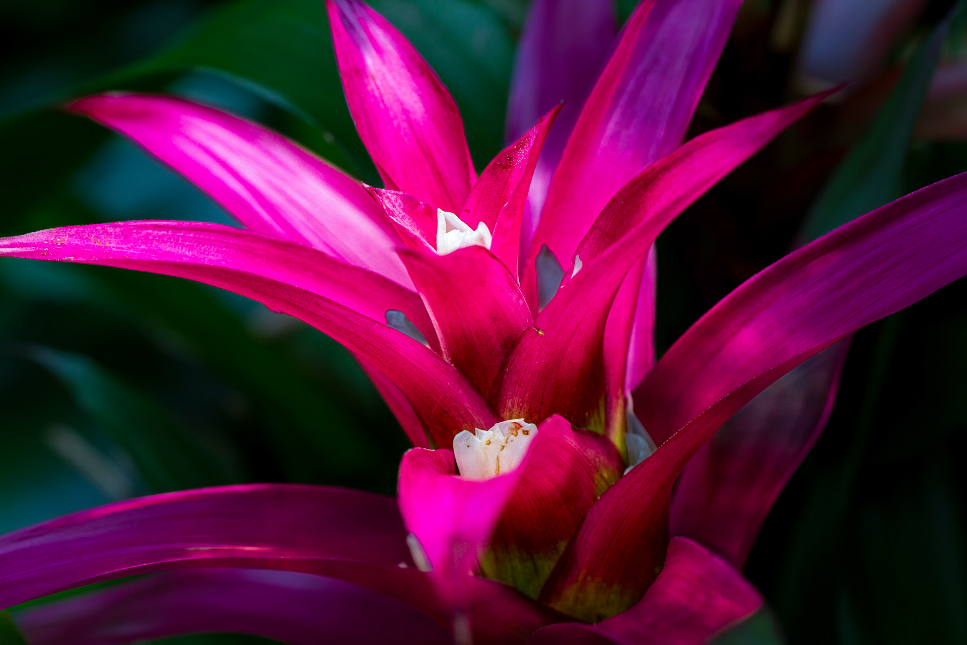 F81