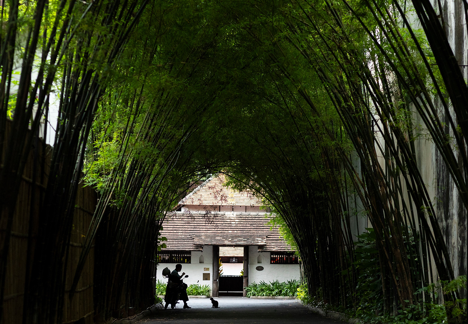 A cat watches a man eat food in the midday sun on Thursday, May 22, 2025, in the Si Phum district in Chiang Mai, Thailand.