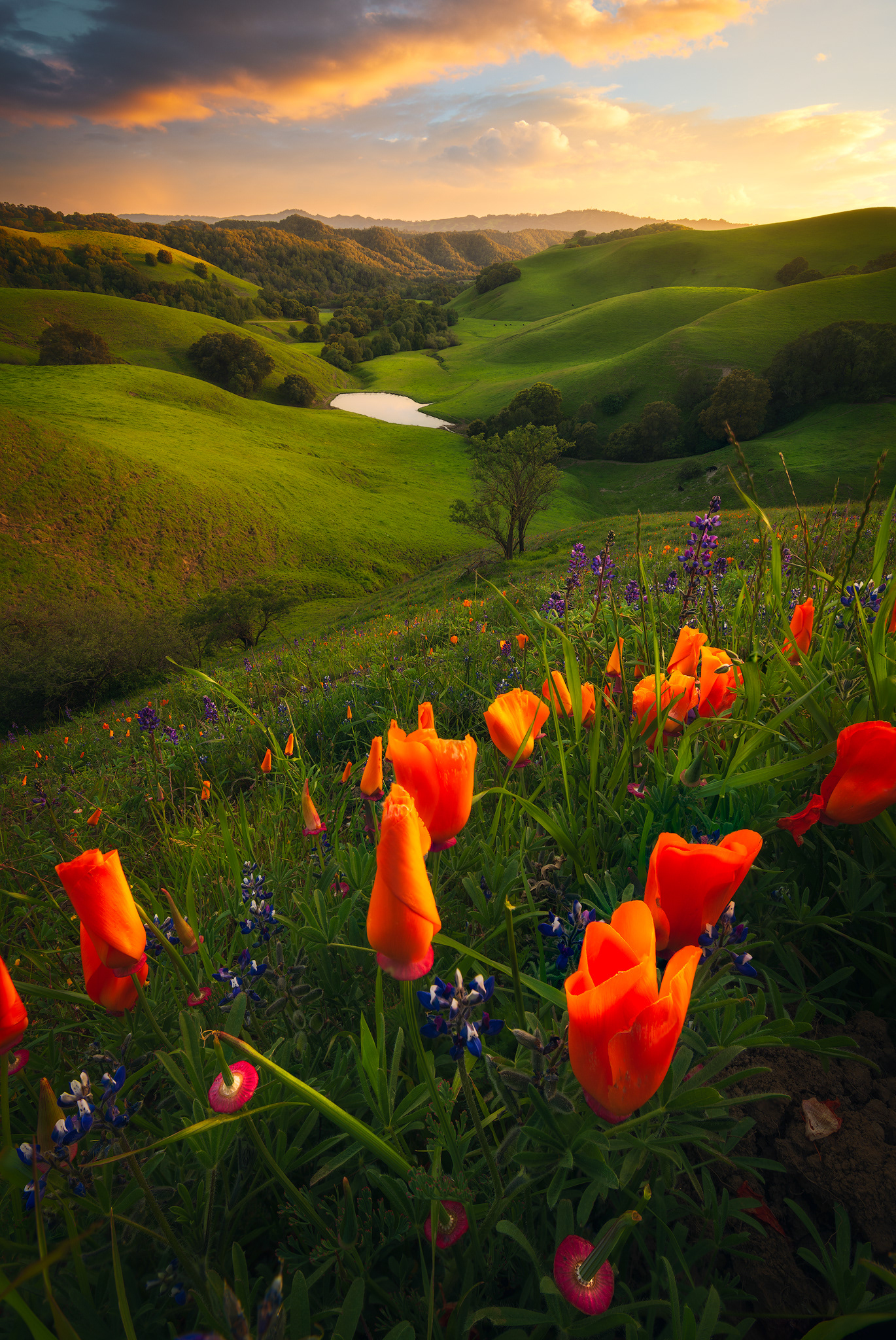 California, USA