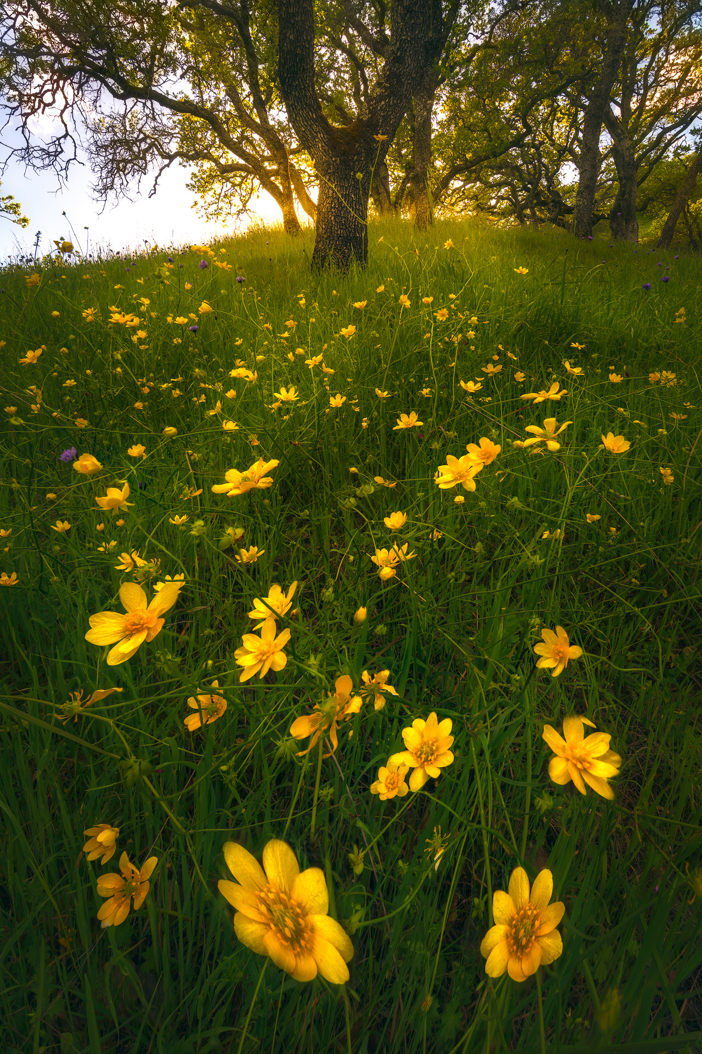 California, USA