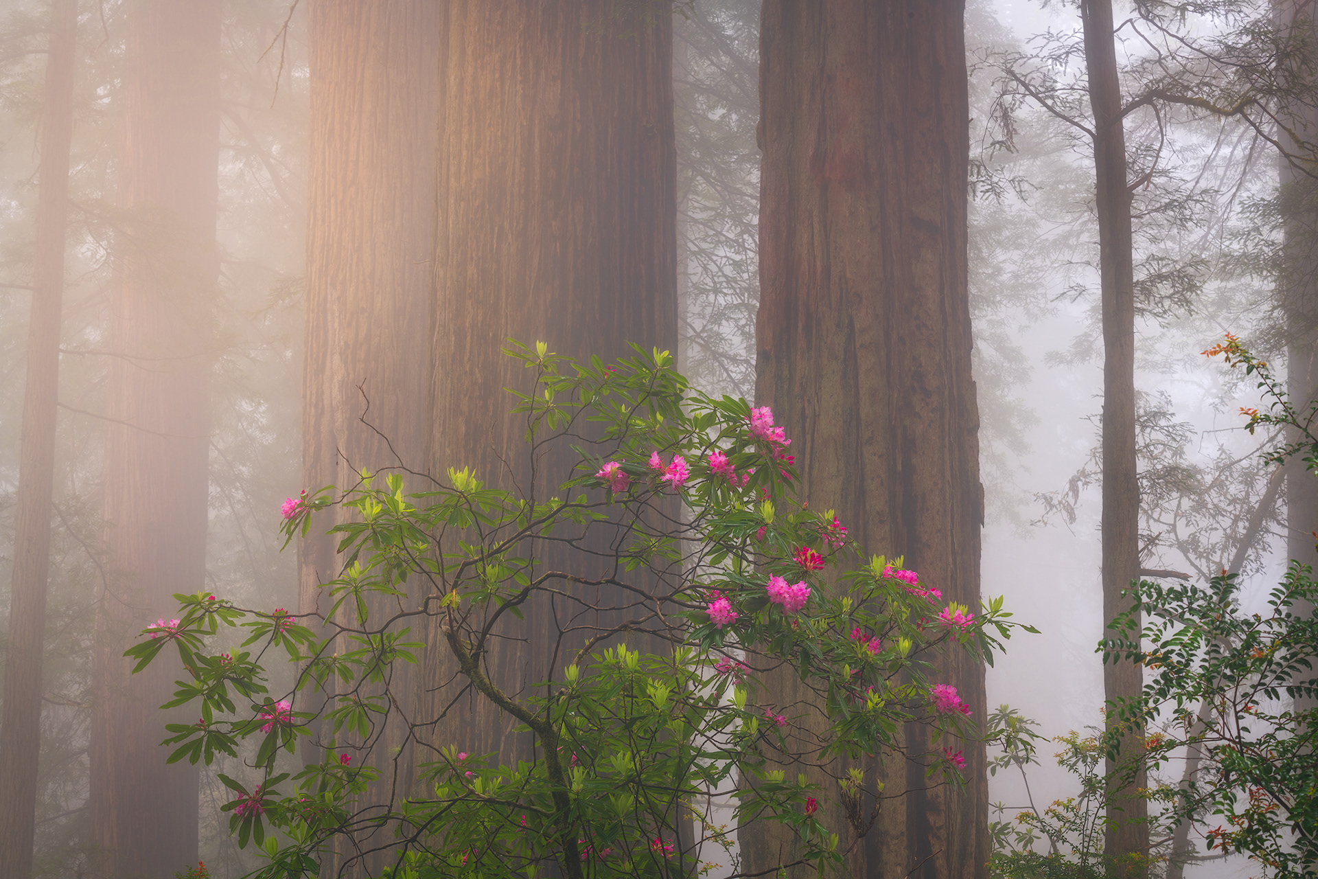 California, USA