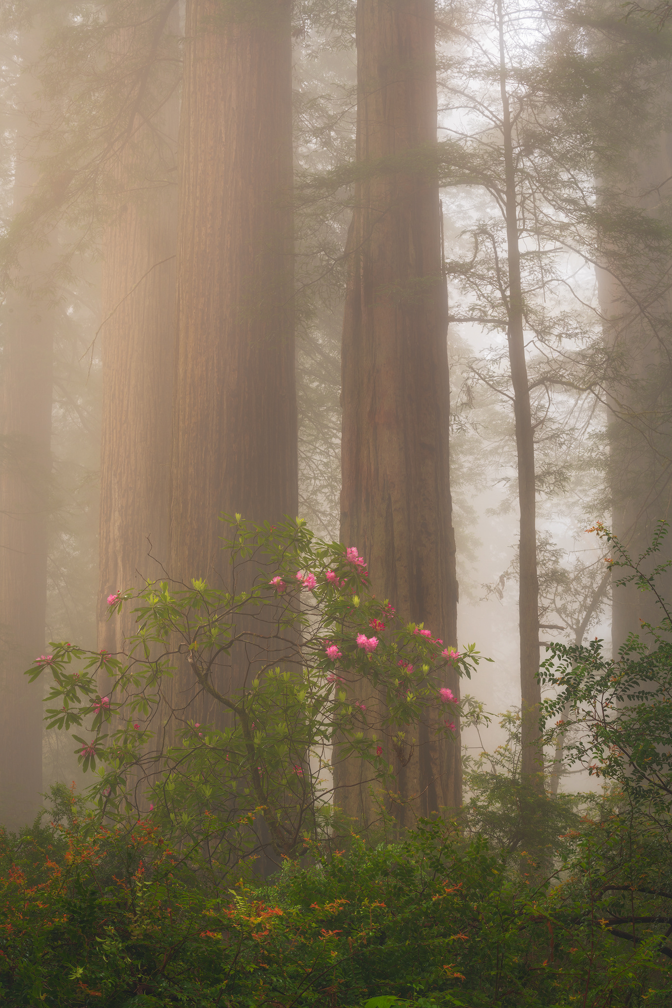California, USA