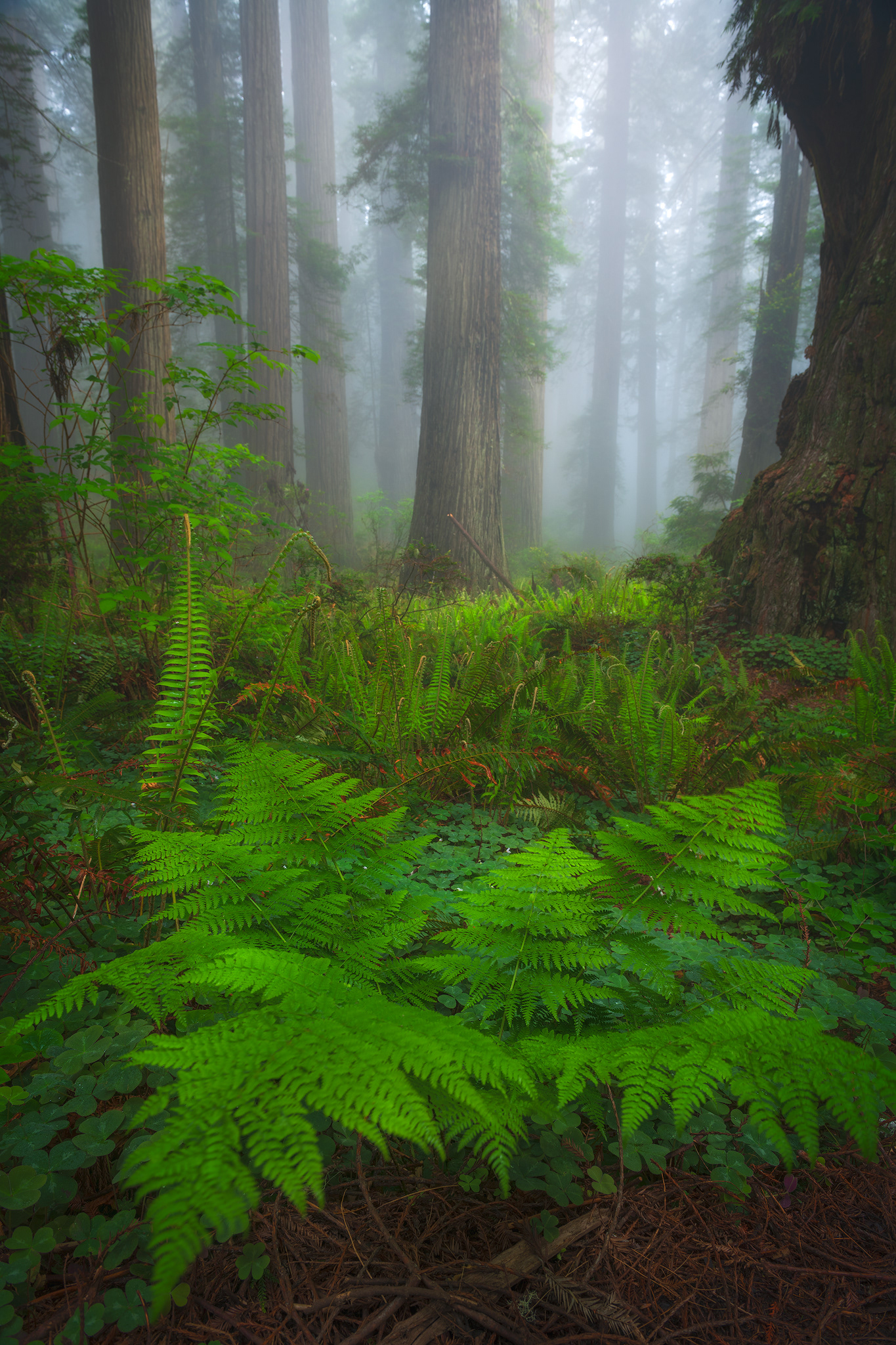 California, USA