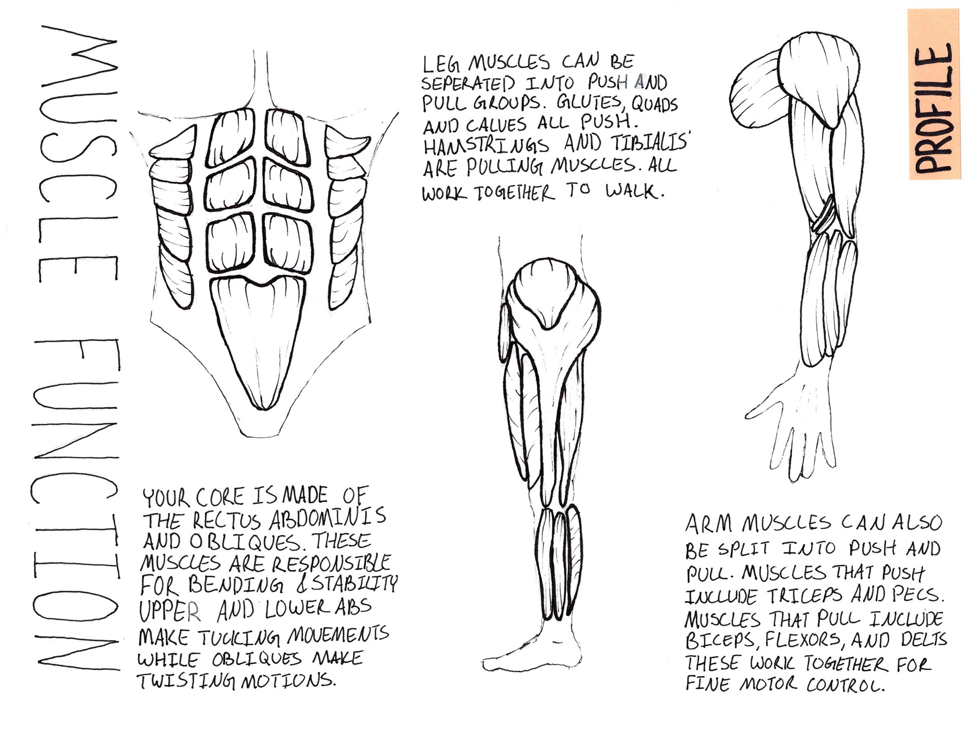 Muscle Profile Illustration