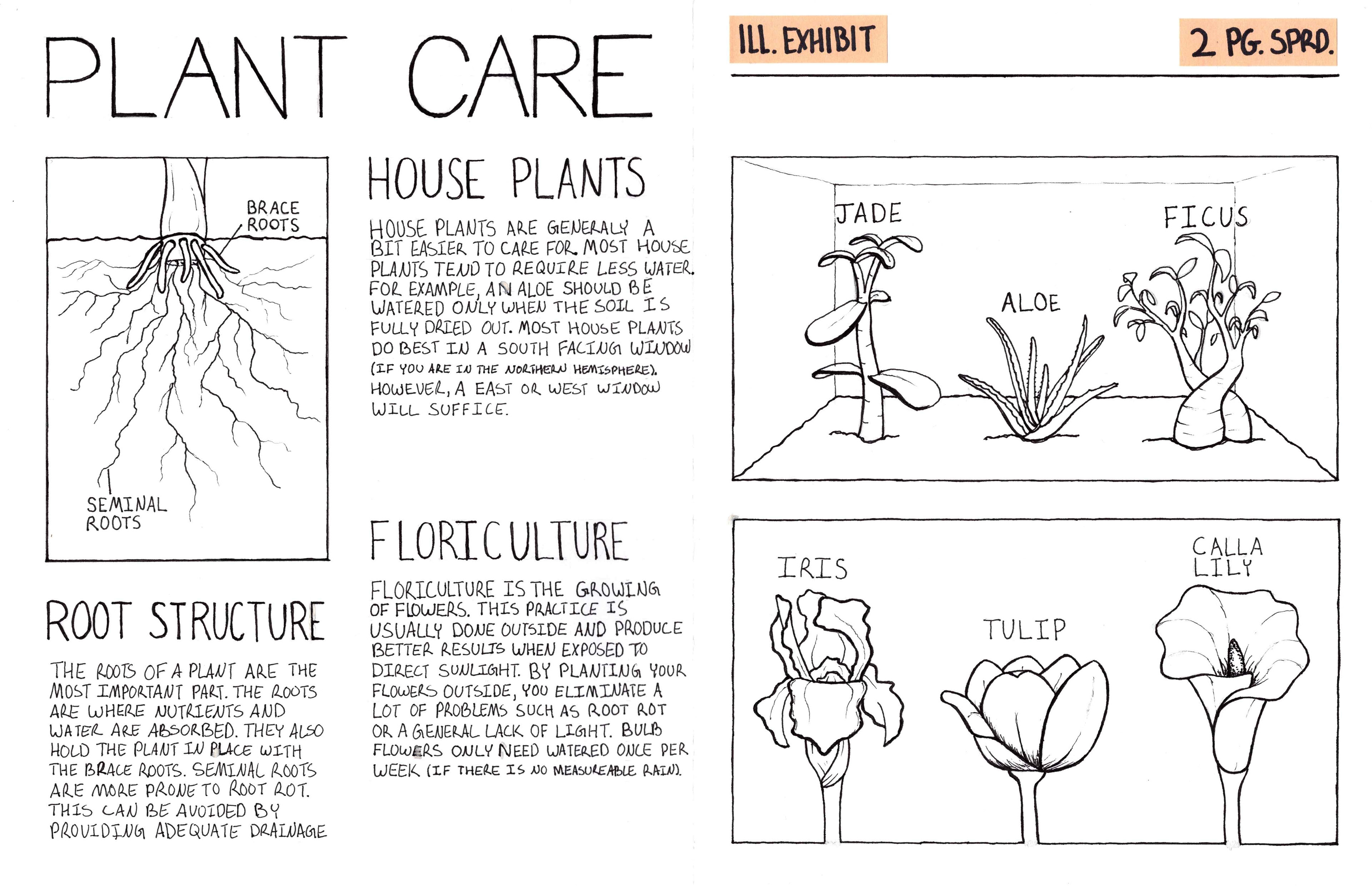 Plant Care Illustration Exhibit