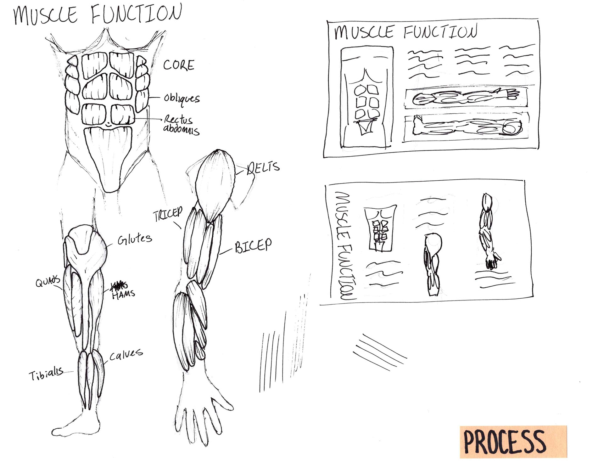 Muscle Profile Illustration Process