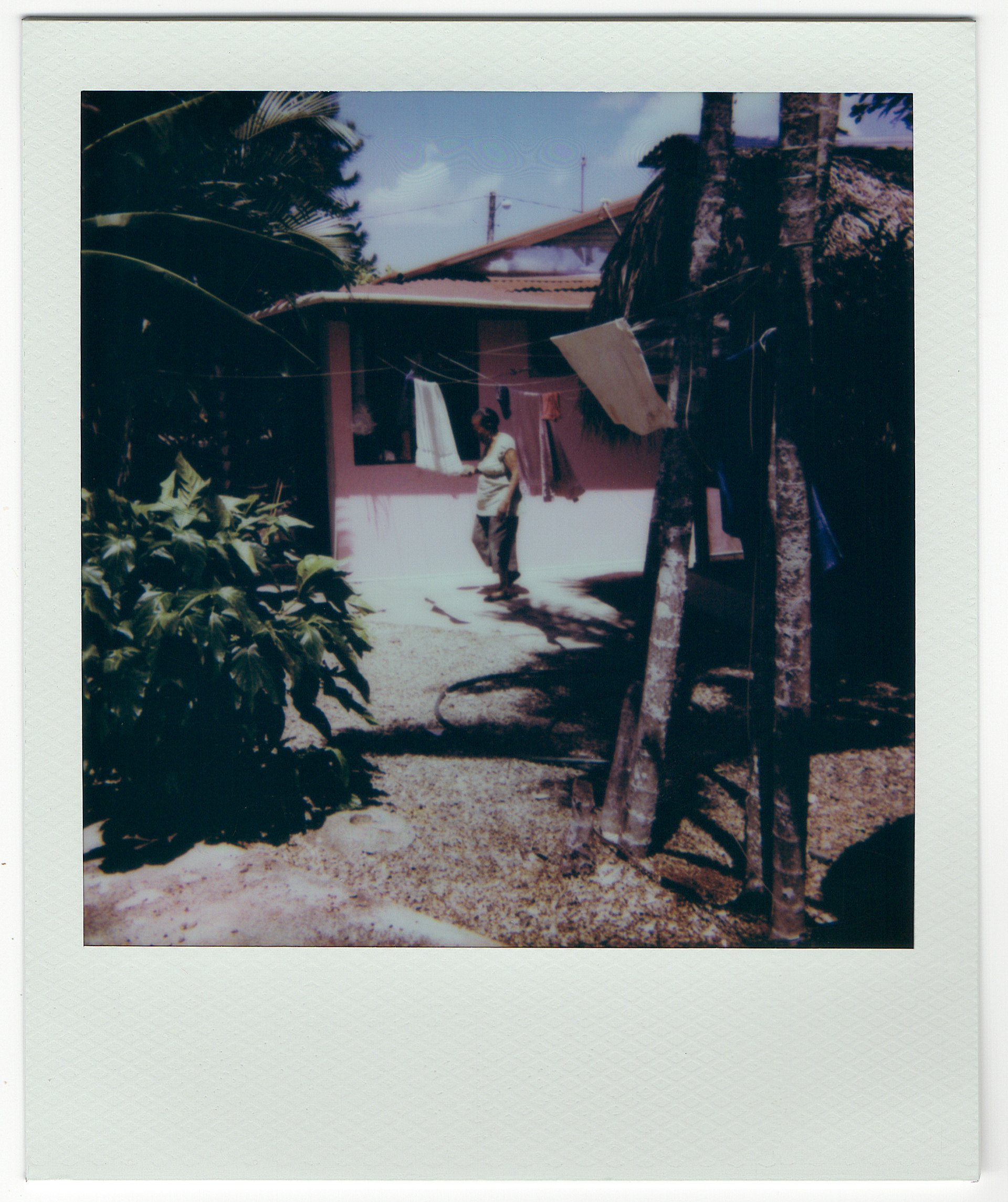 Abuelita Feeding the Cats, 2025