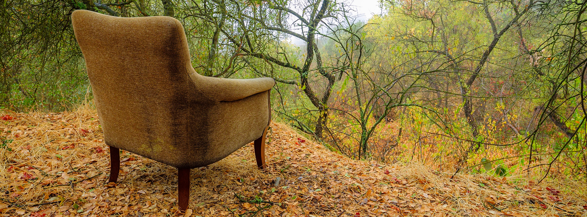 Room with a view - American River 2020