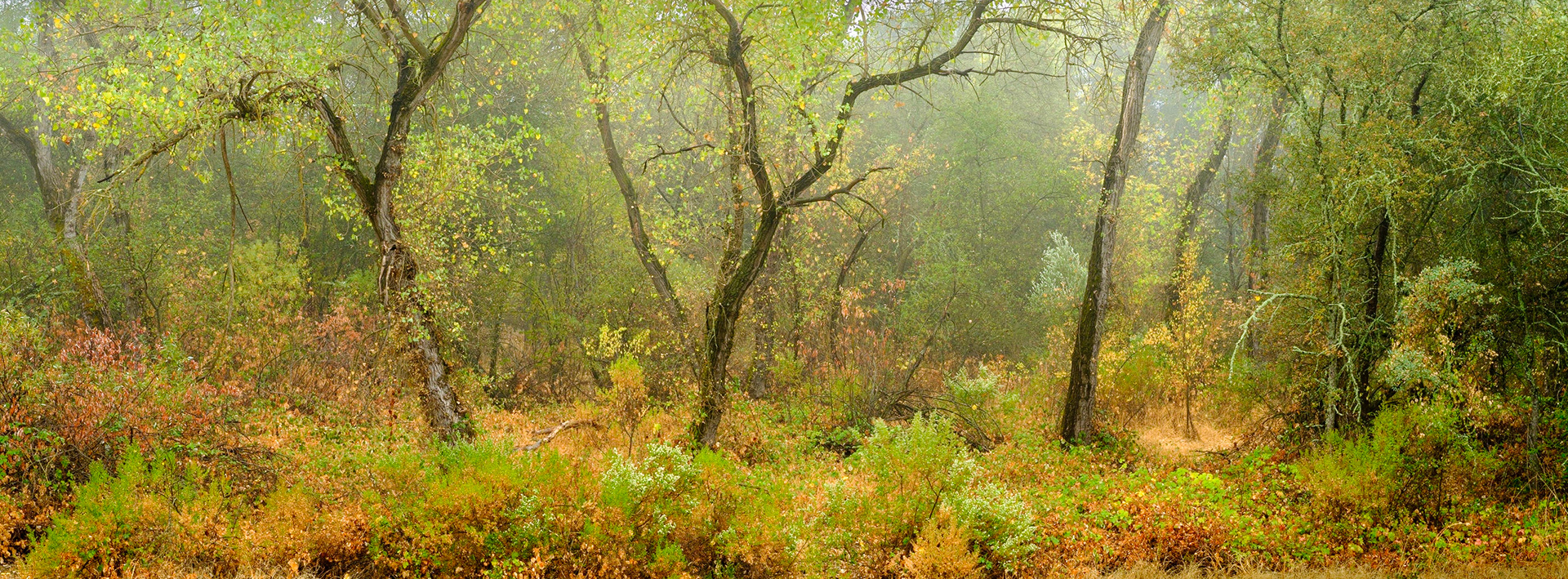 Misty riparian dell - American River 2020