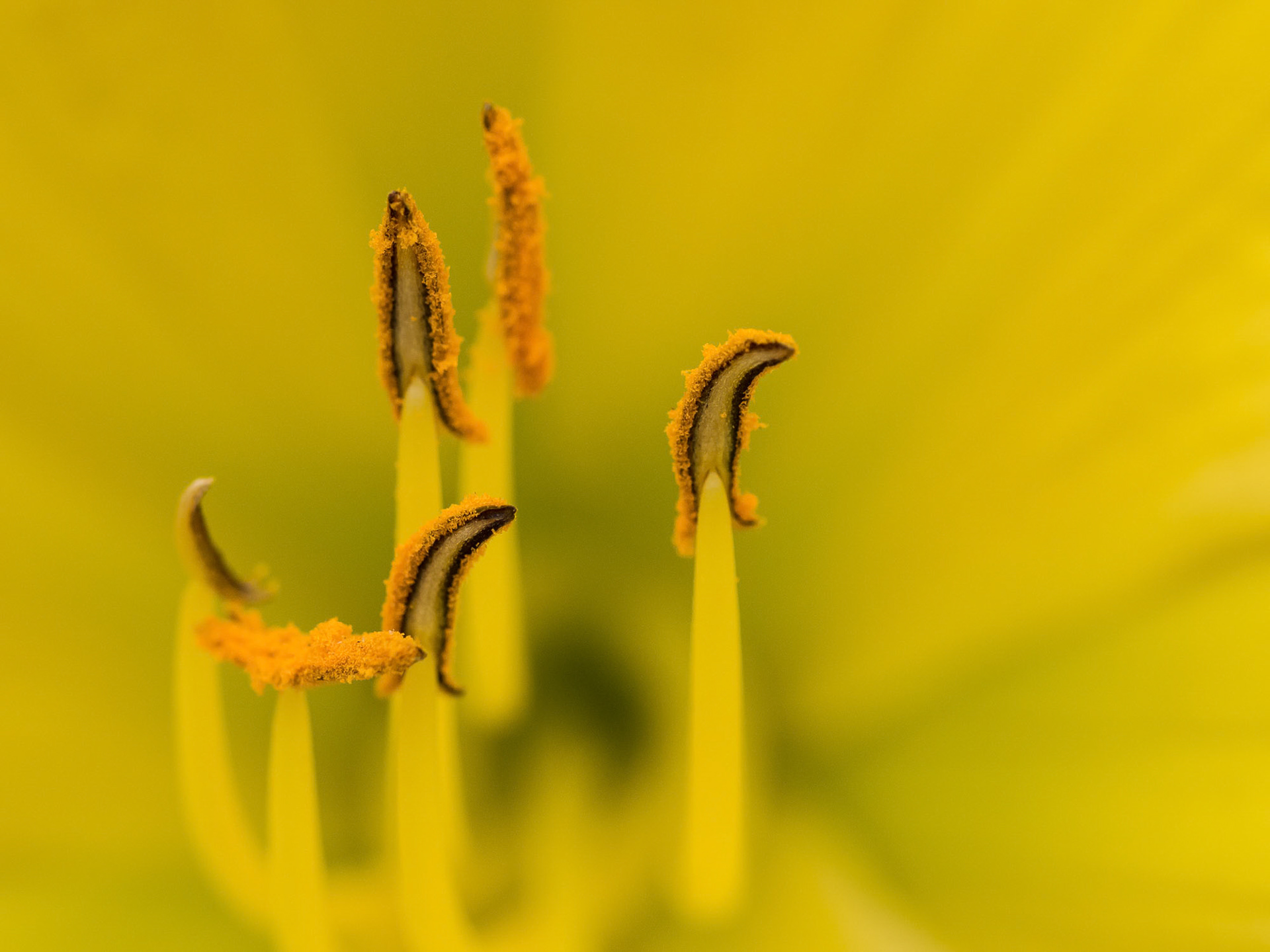 Tulip