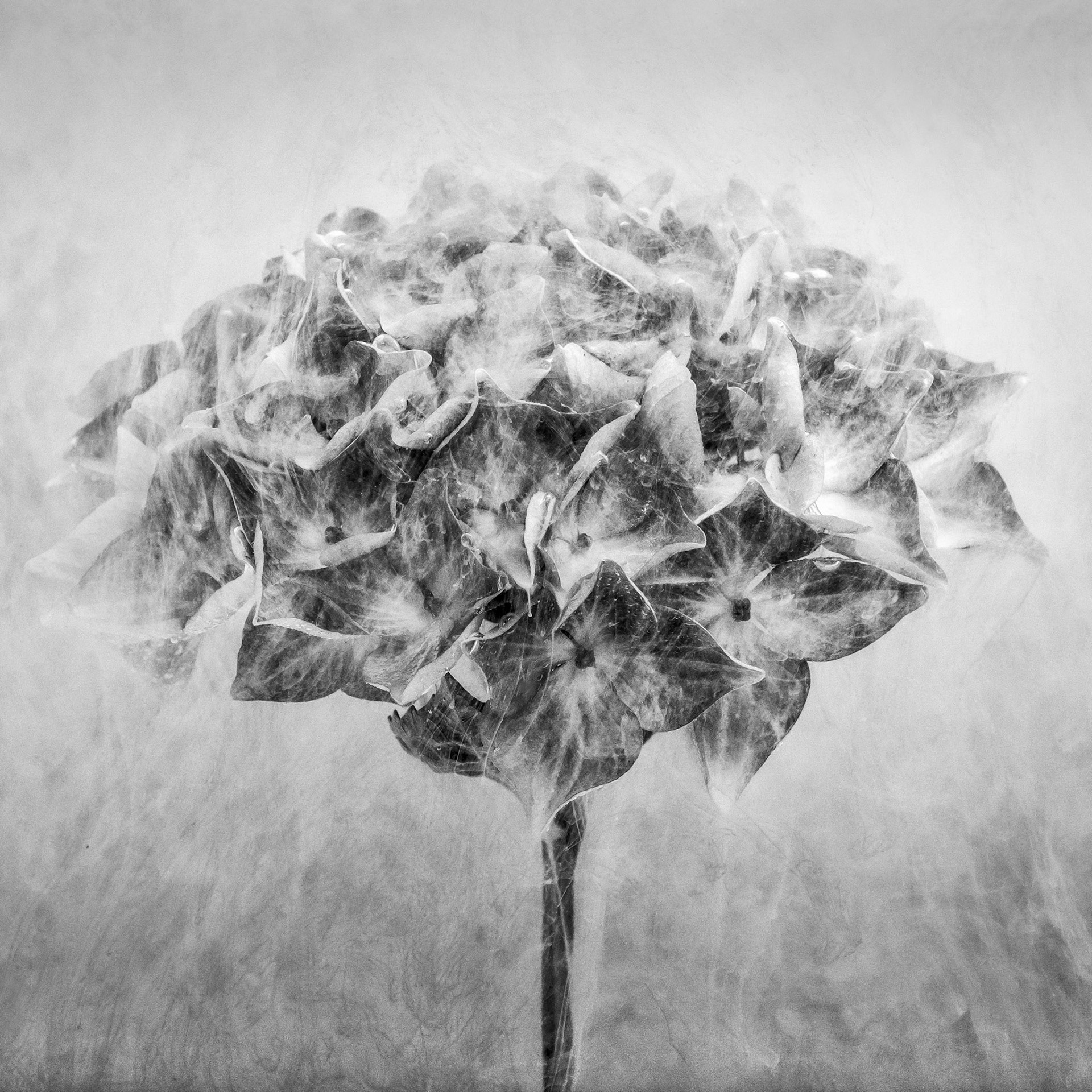 Submerged flowers