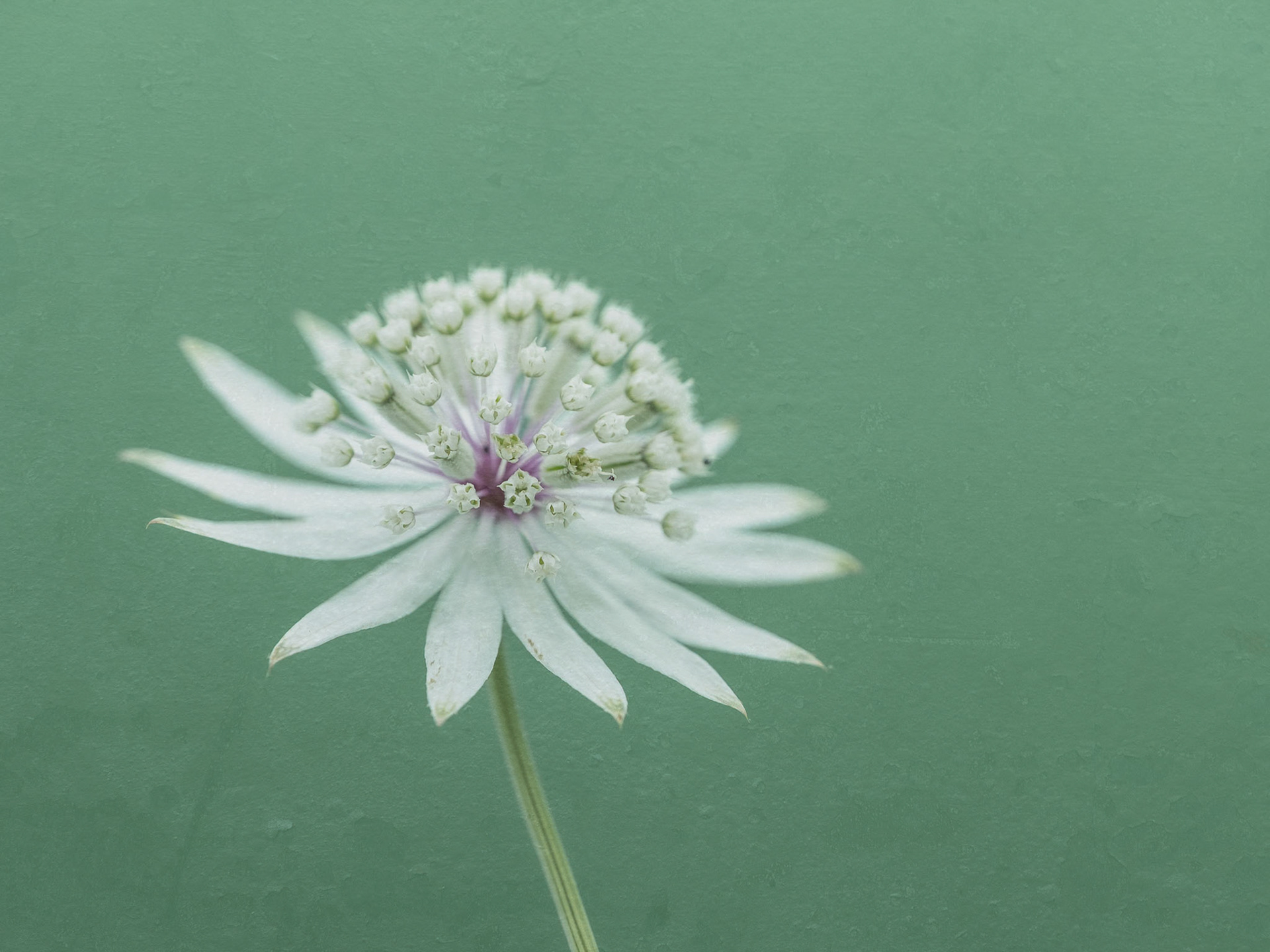 Astrantia