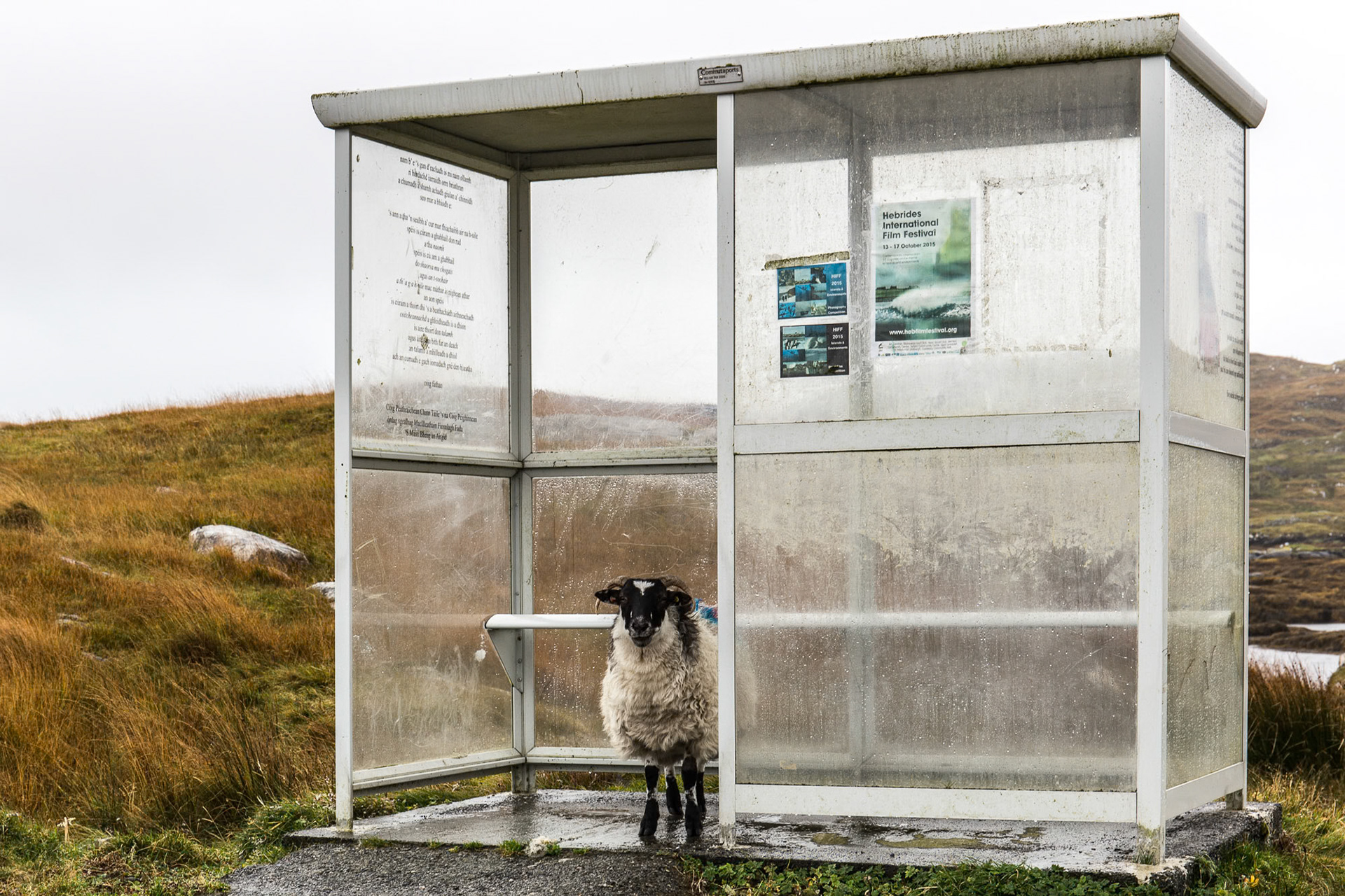 Harris