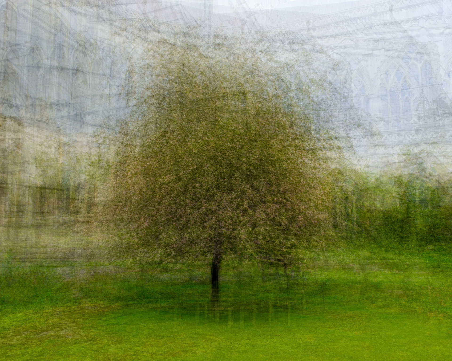 Pep Ventosa Tree
