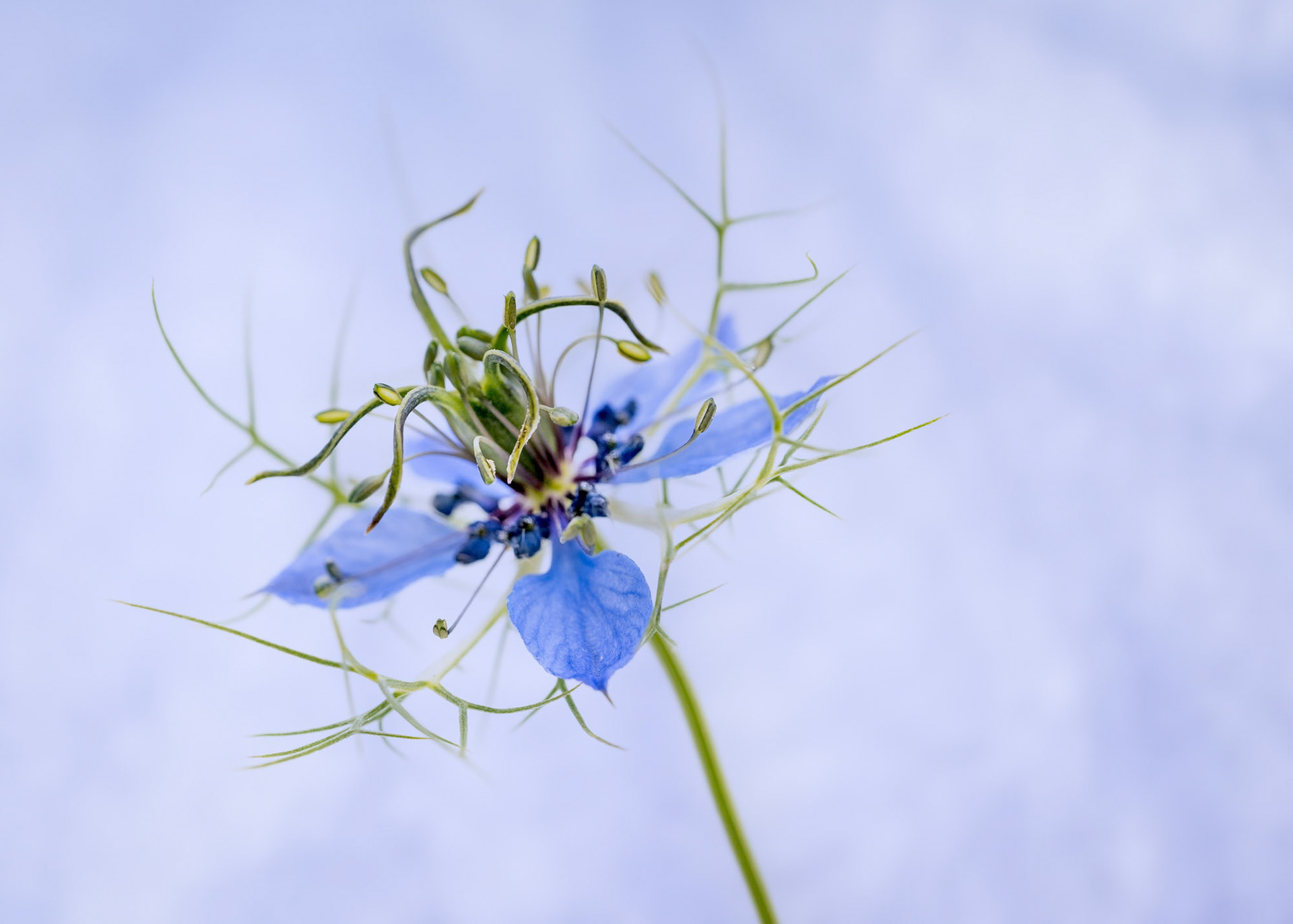 Nigella