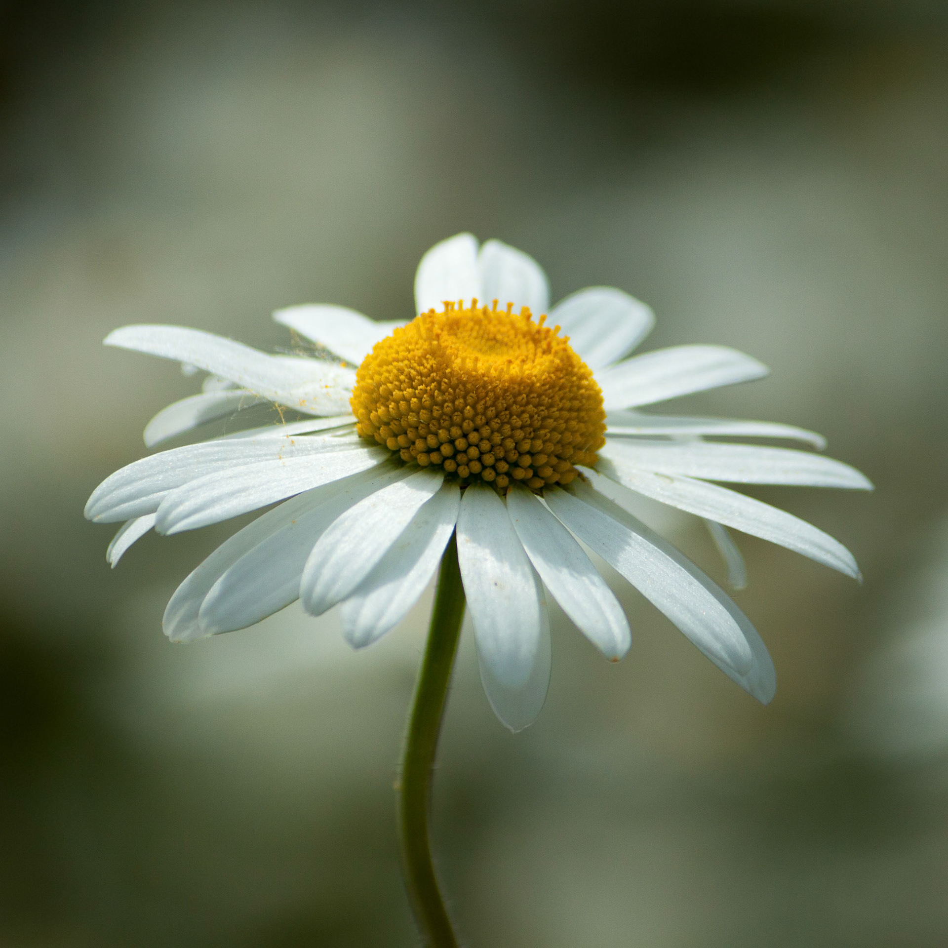 Daisy