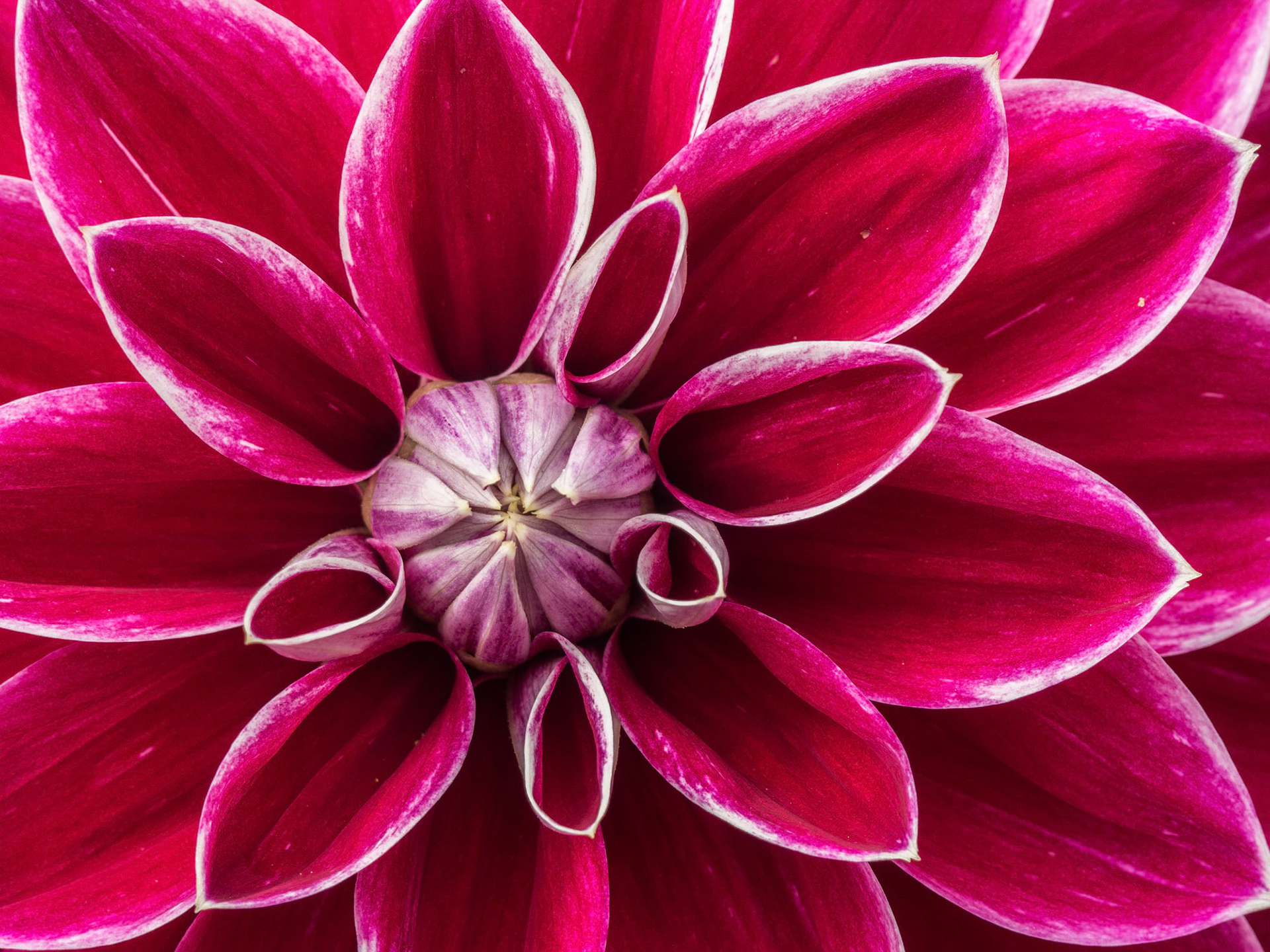 Dahlia