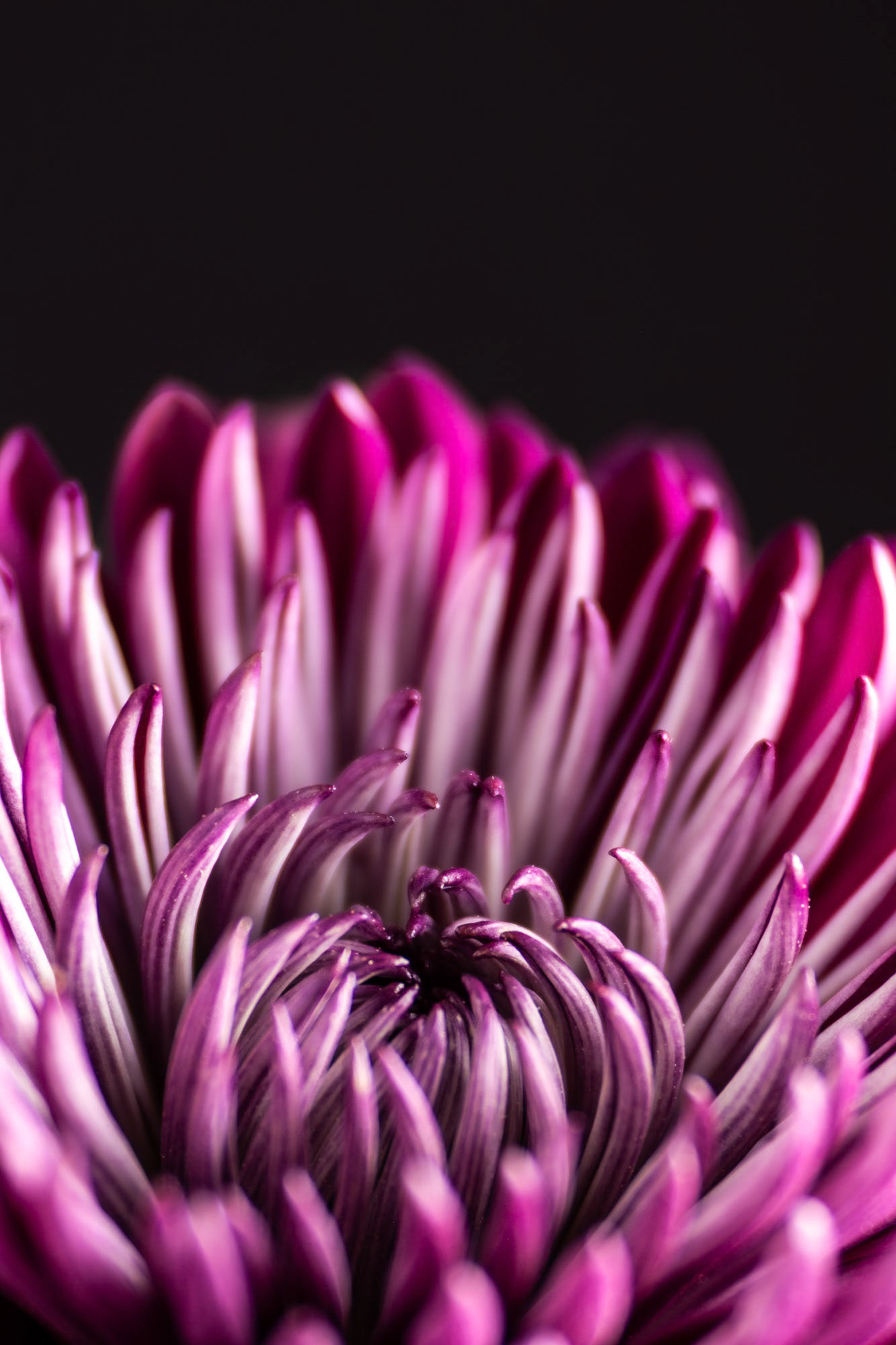 Dahlia