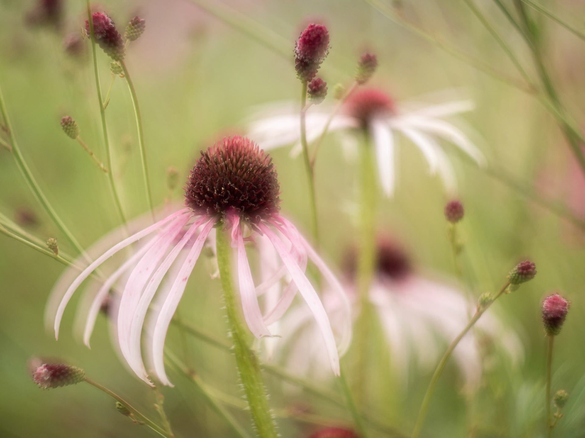 Echinacea