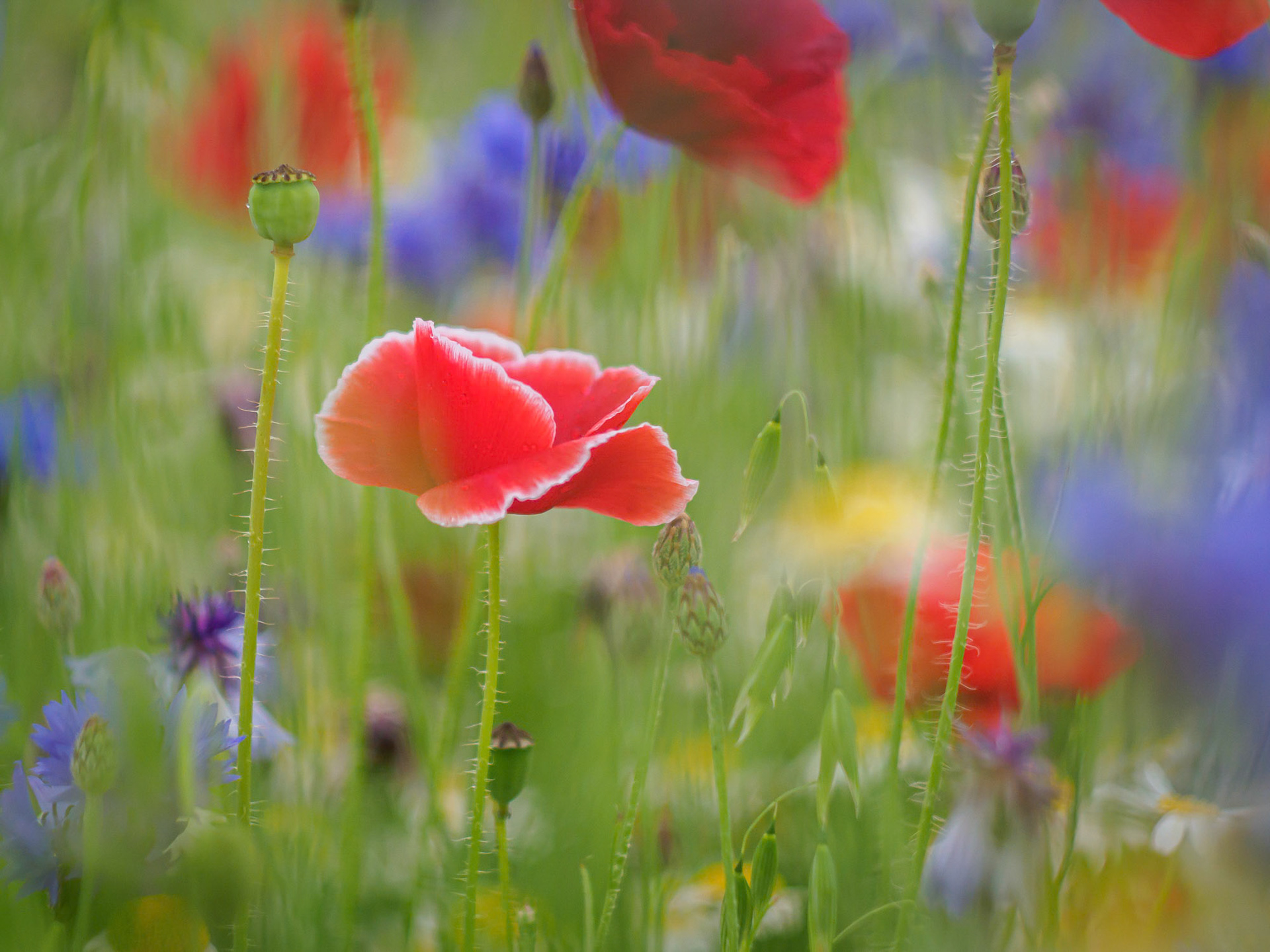 Red Poppy