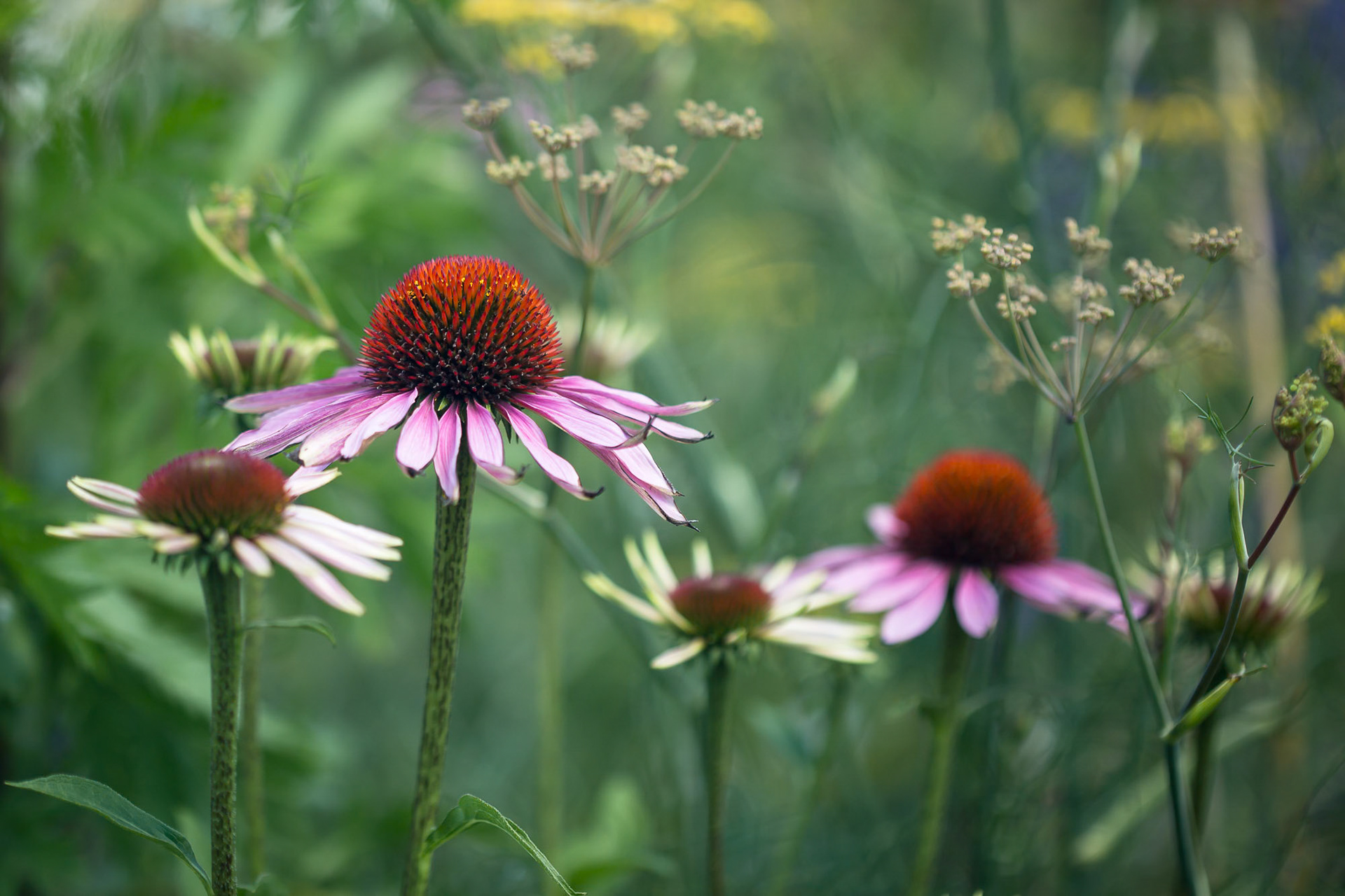 Echinacea