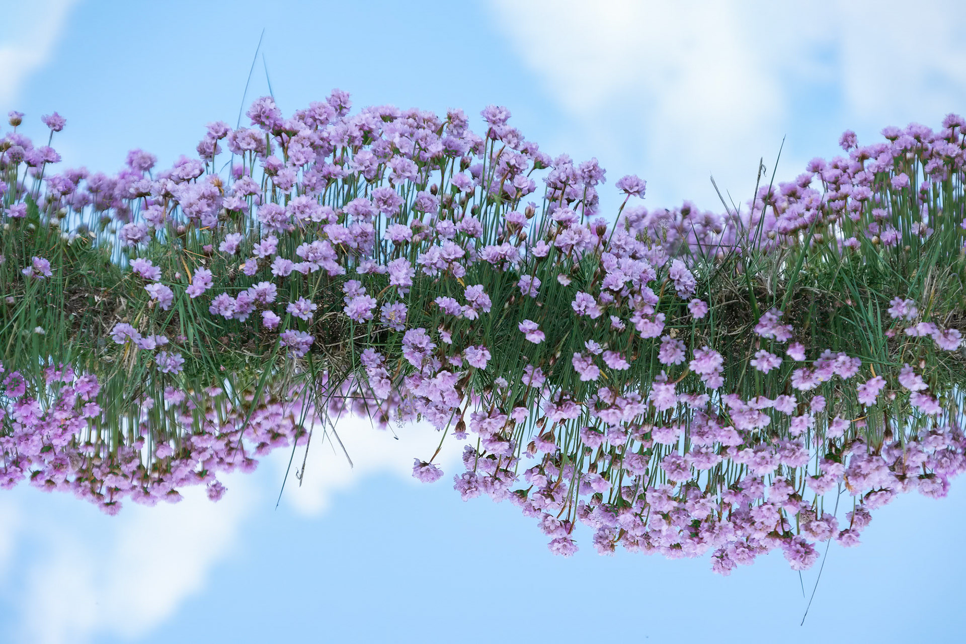 Sea Thrift