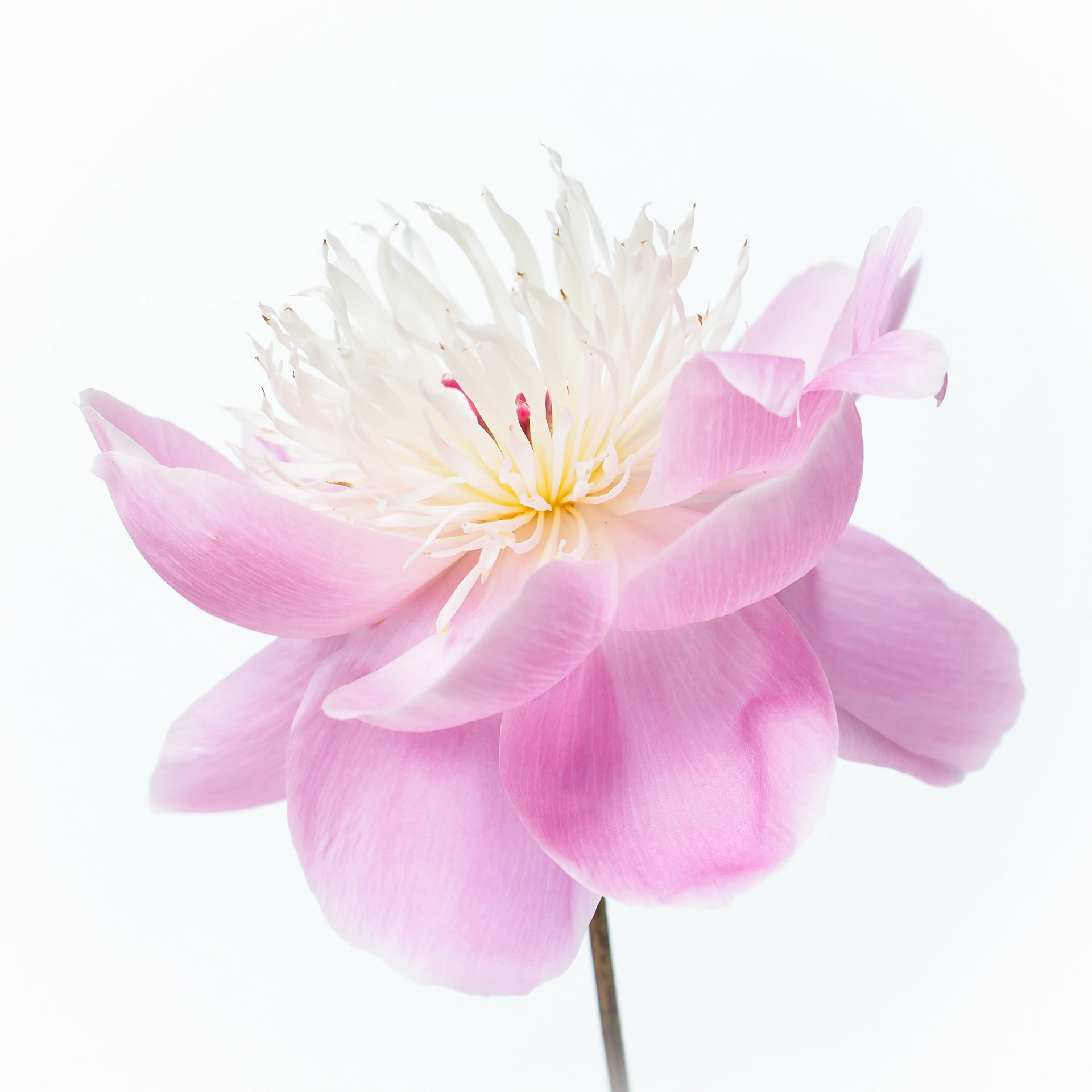 Peony