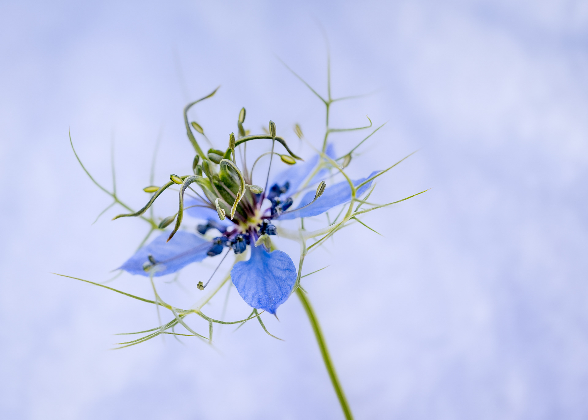 Love in the Mist