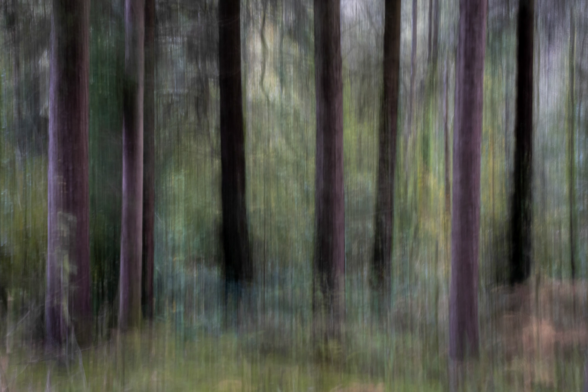 Woodland