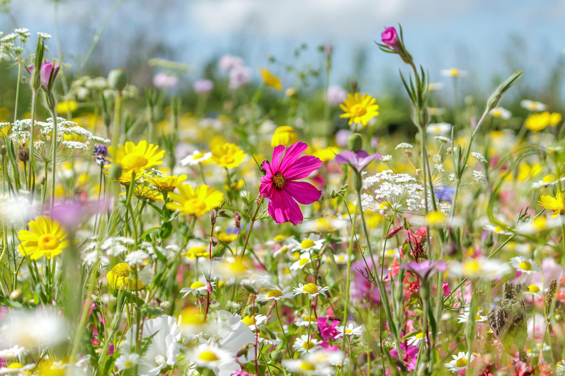 Field of Dreams
