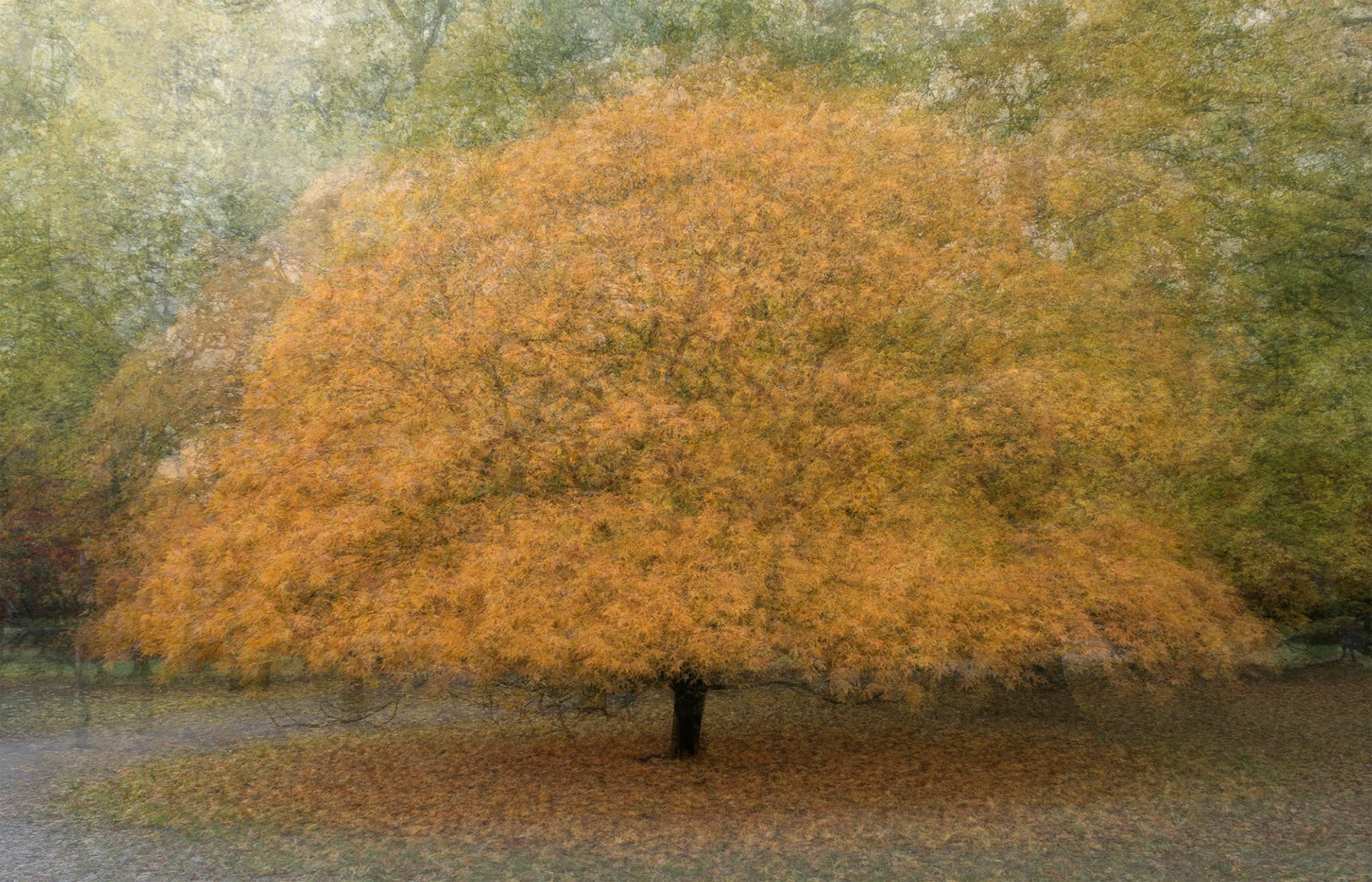 Autumn Gold II