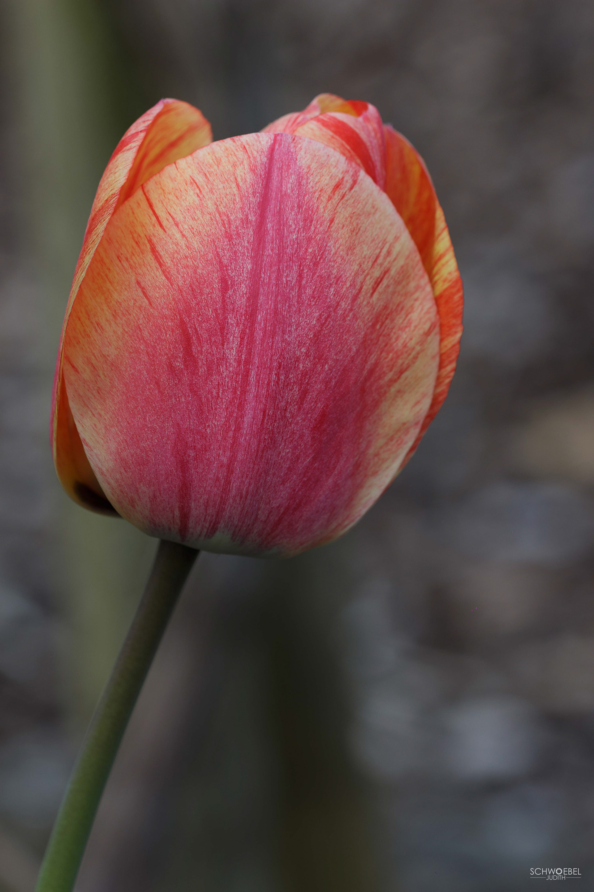 TULPE
