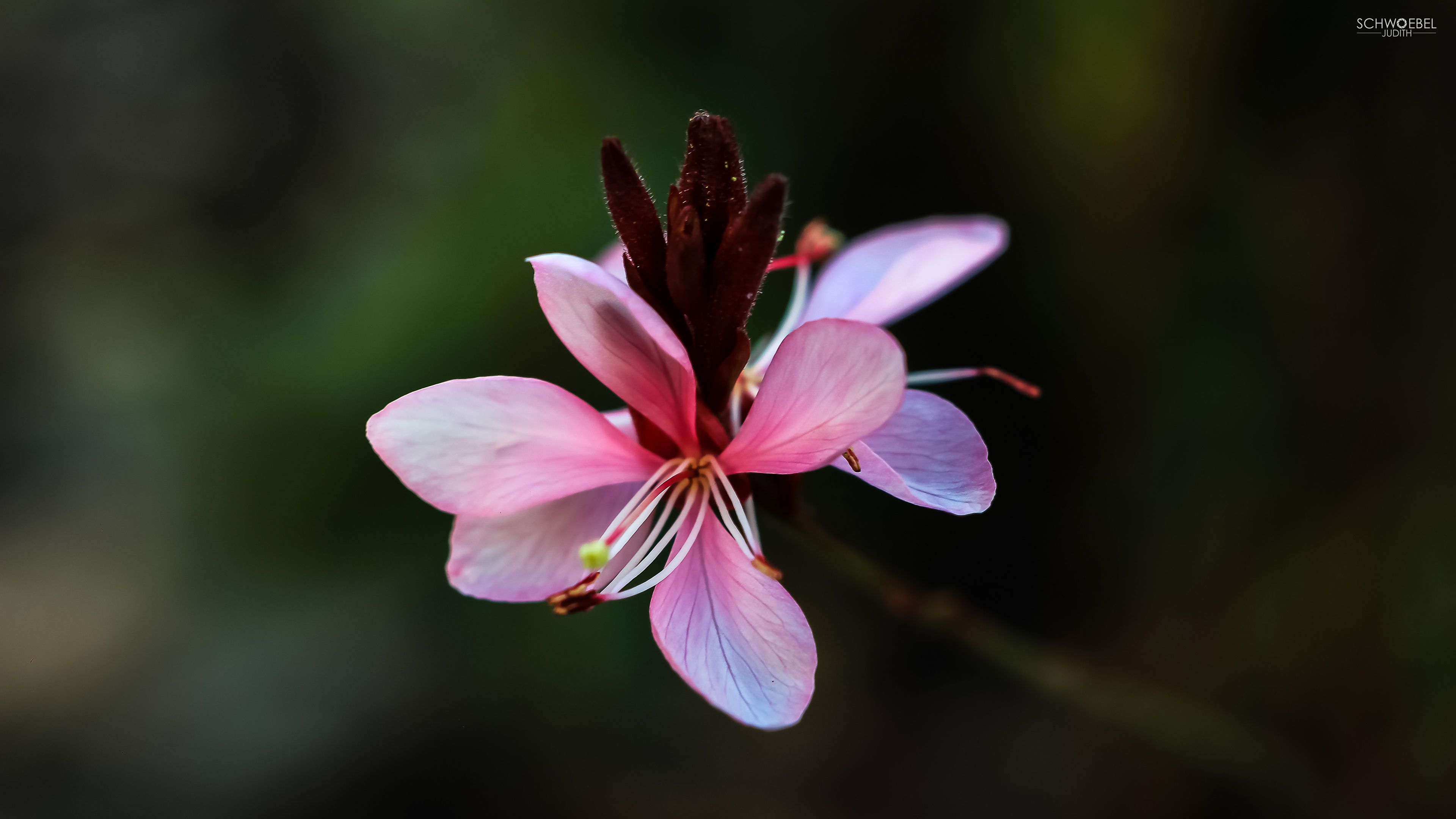 GAURA