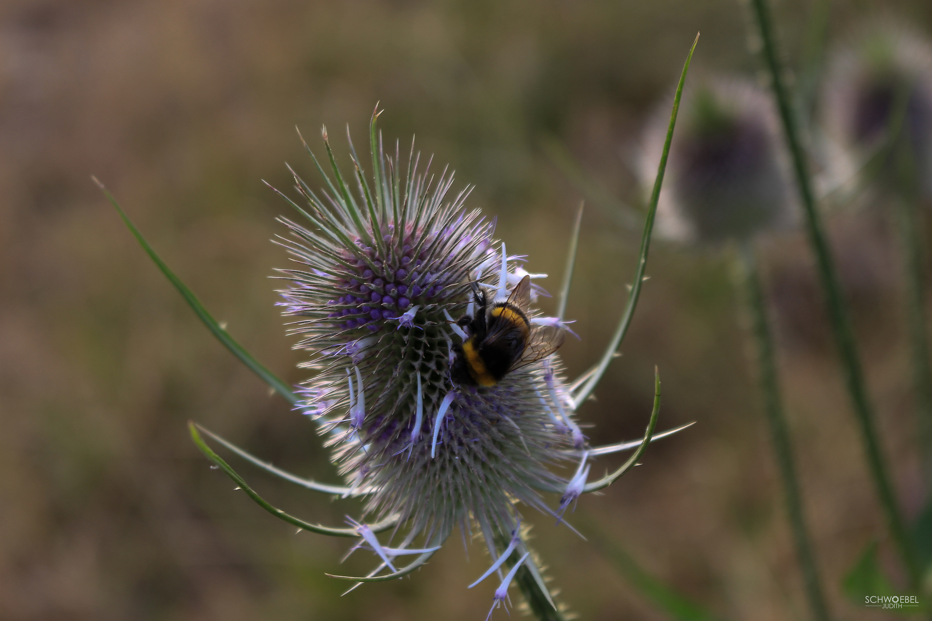DISTEL