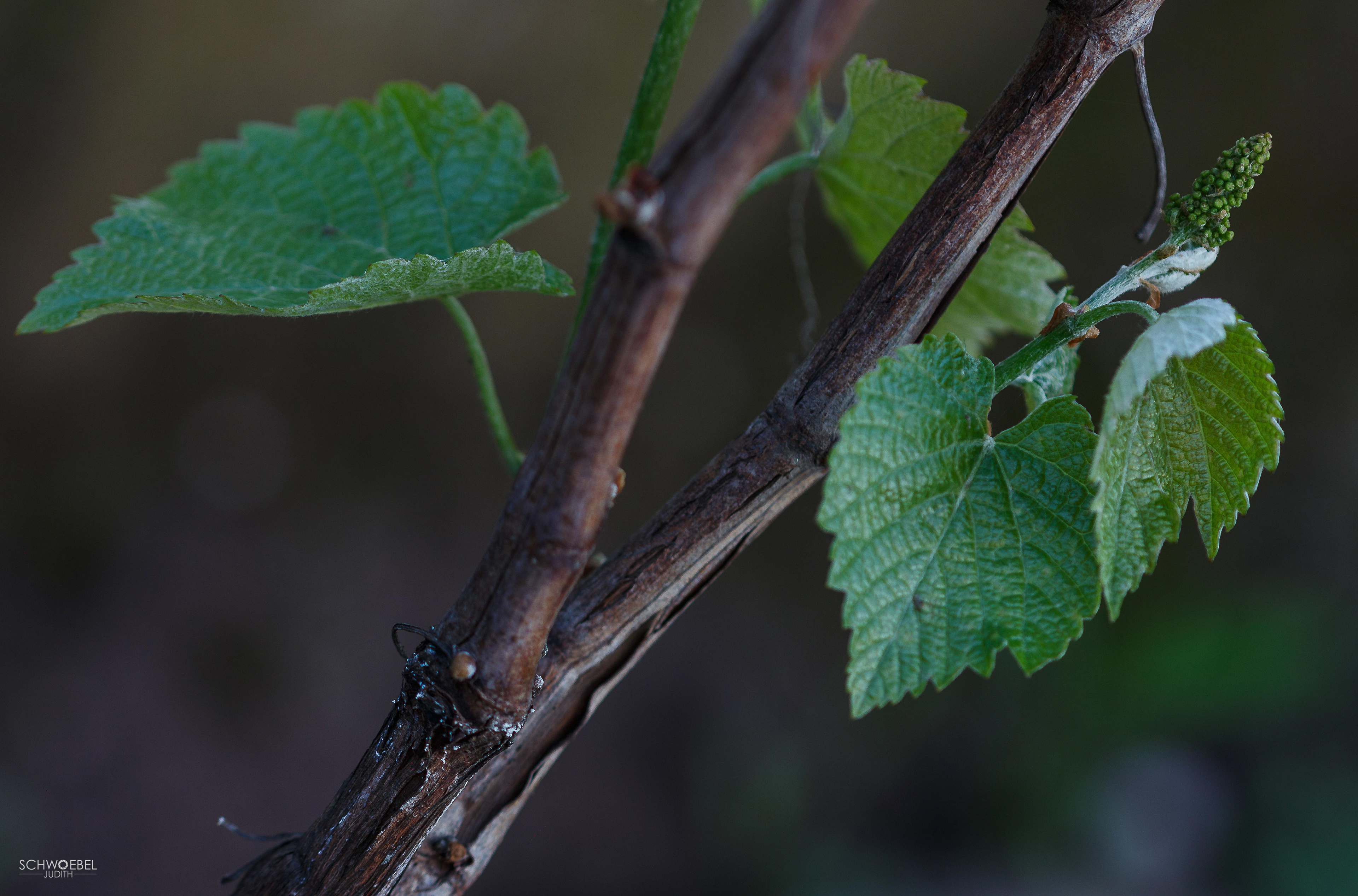 WEINREBE