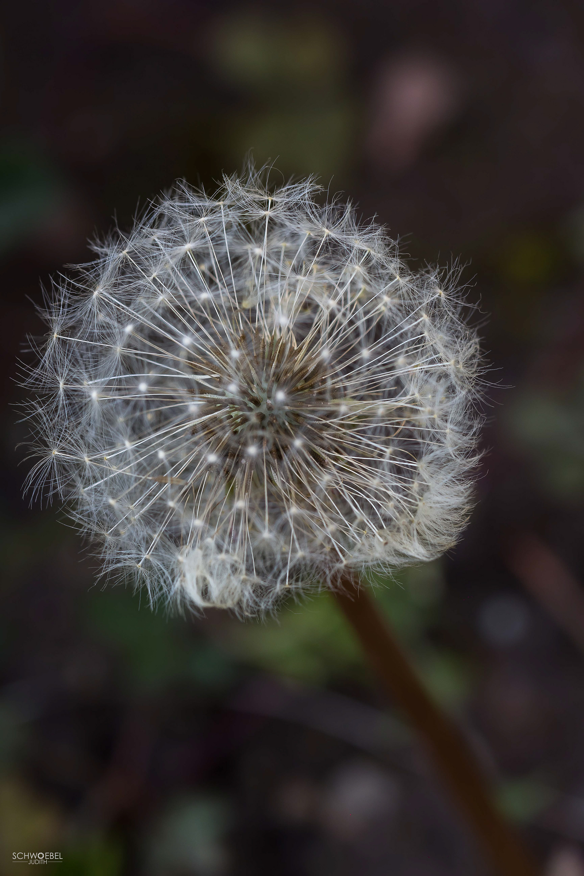 PUSTEBLUME
