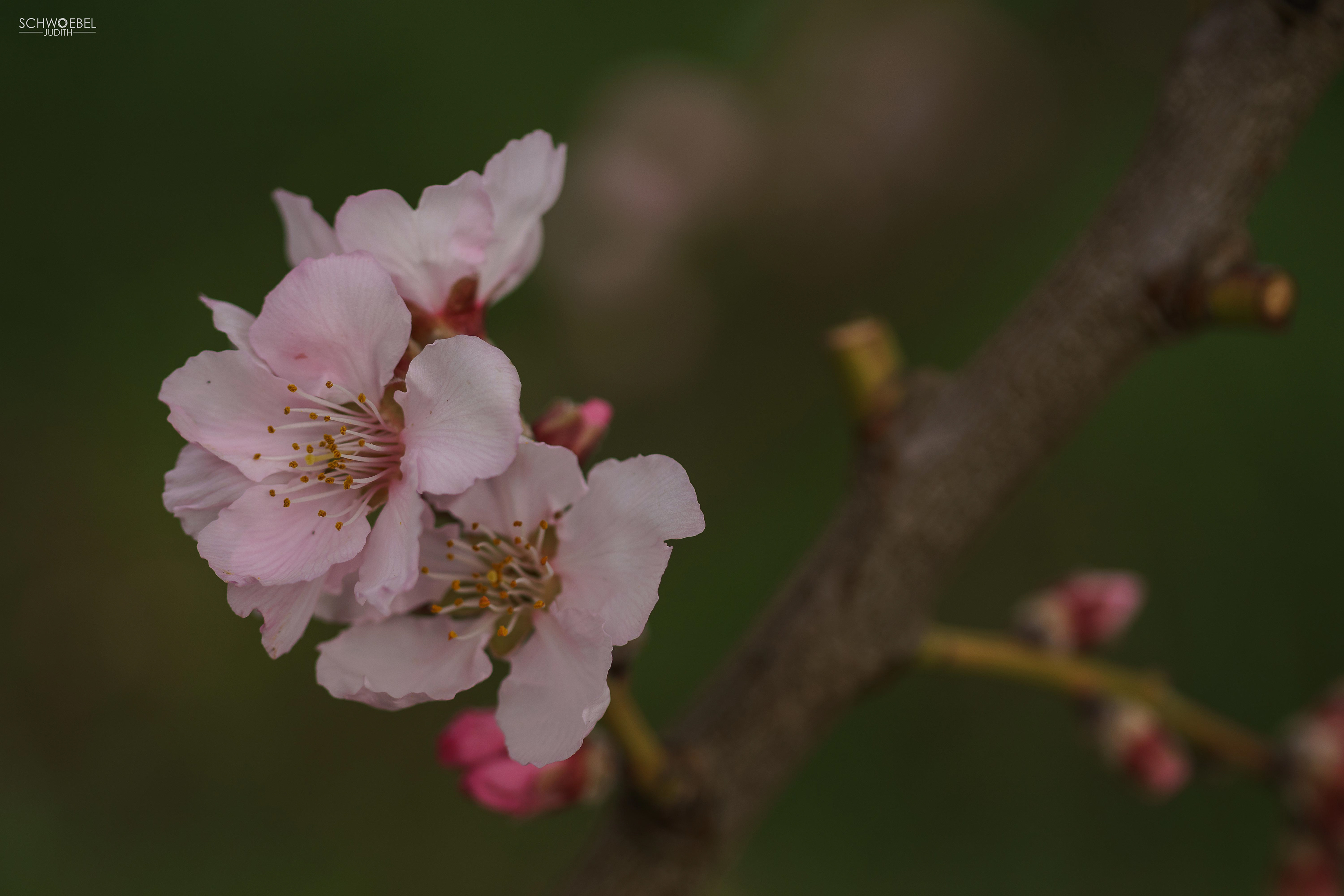 MANDELBLÜTE