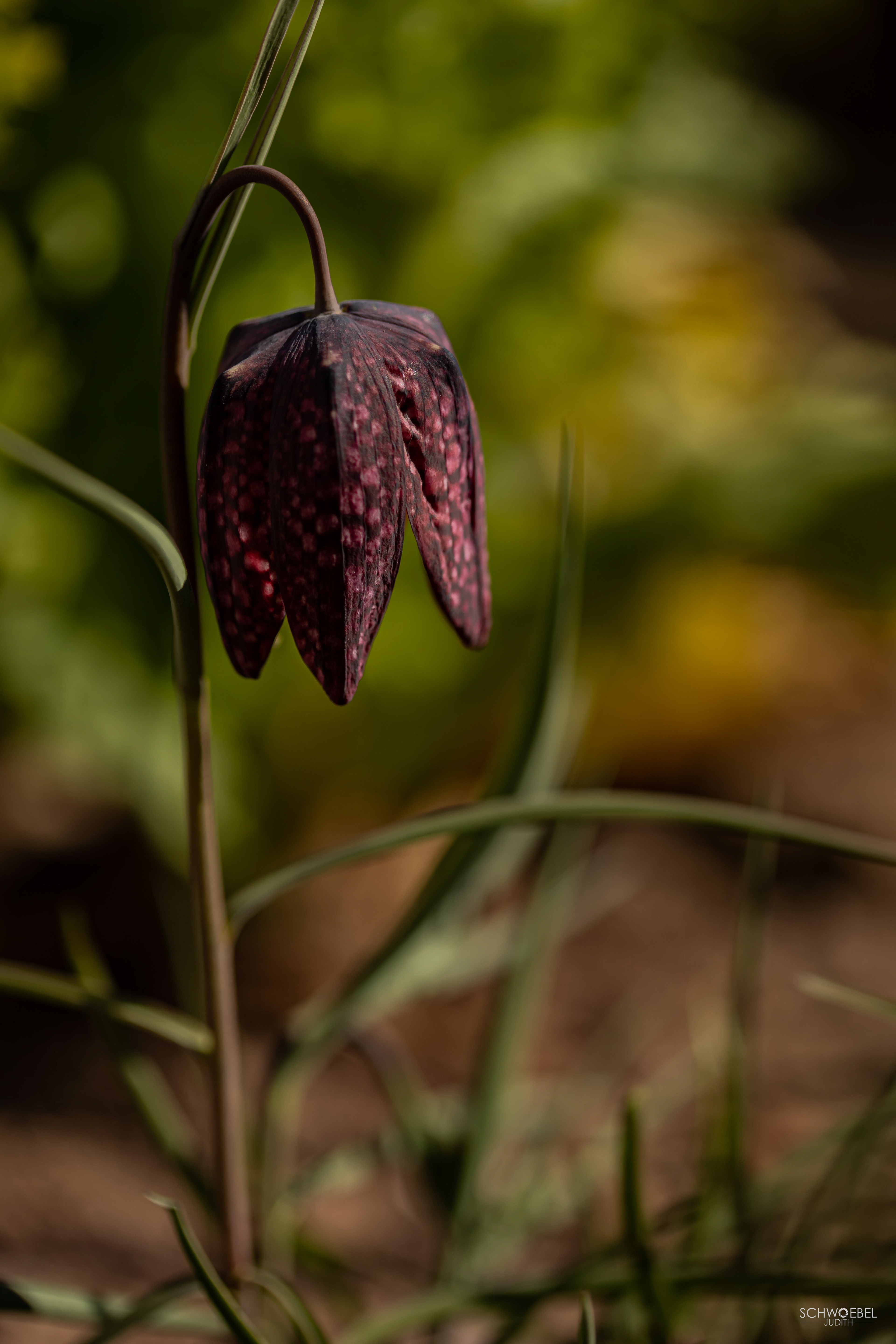 Schachbrettblume
