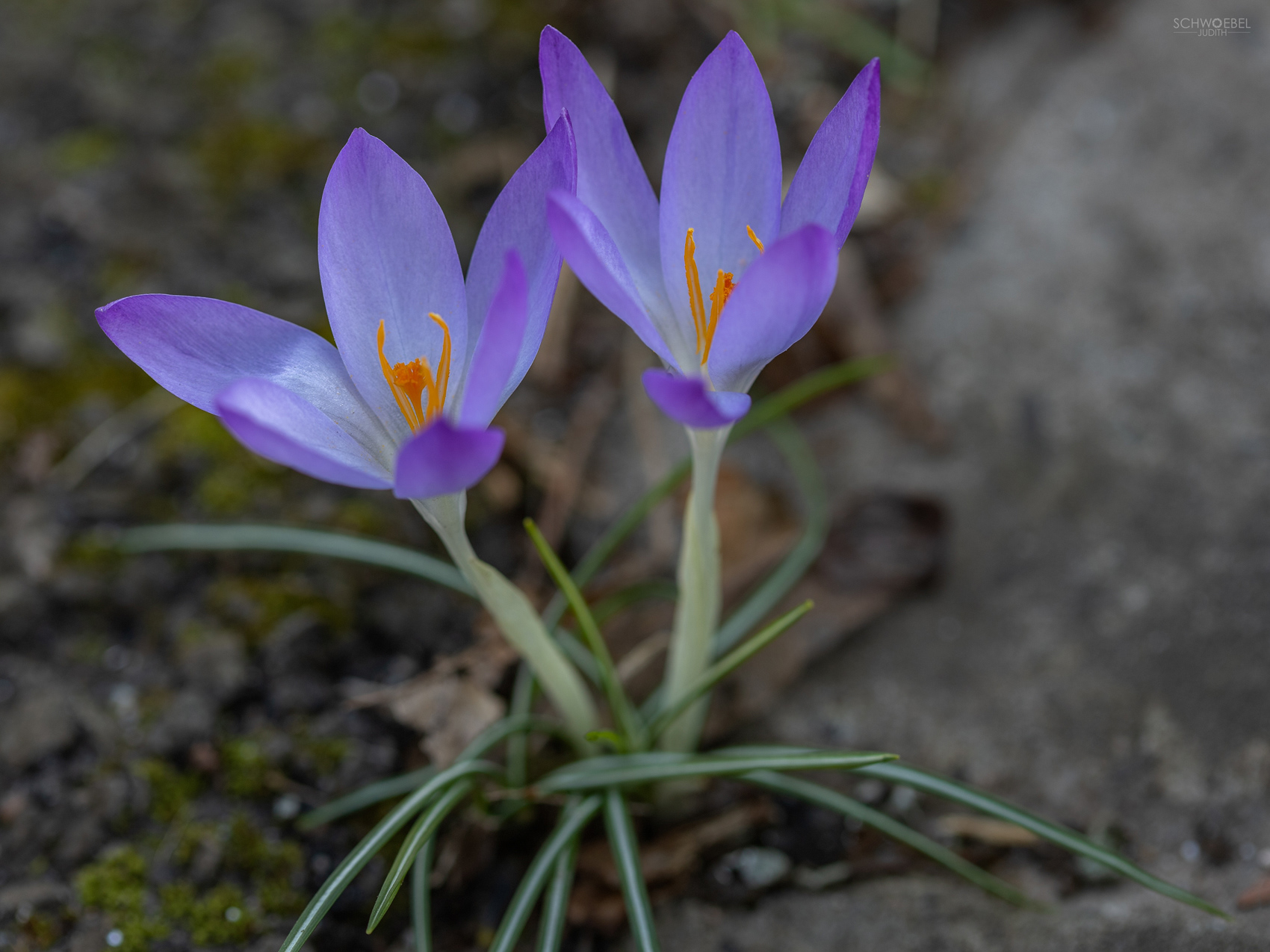 Krokusse