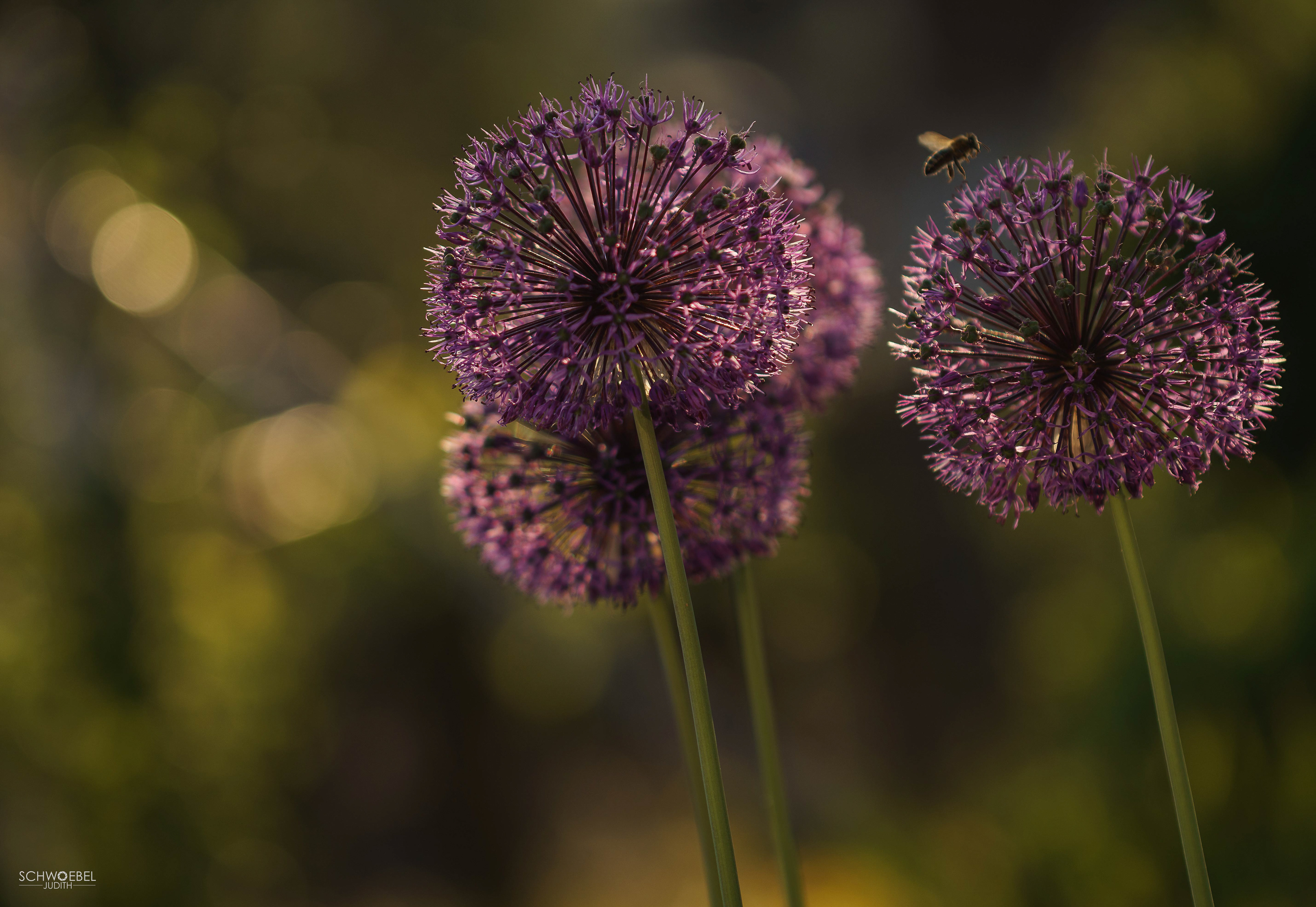 ALLIUM