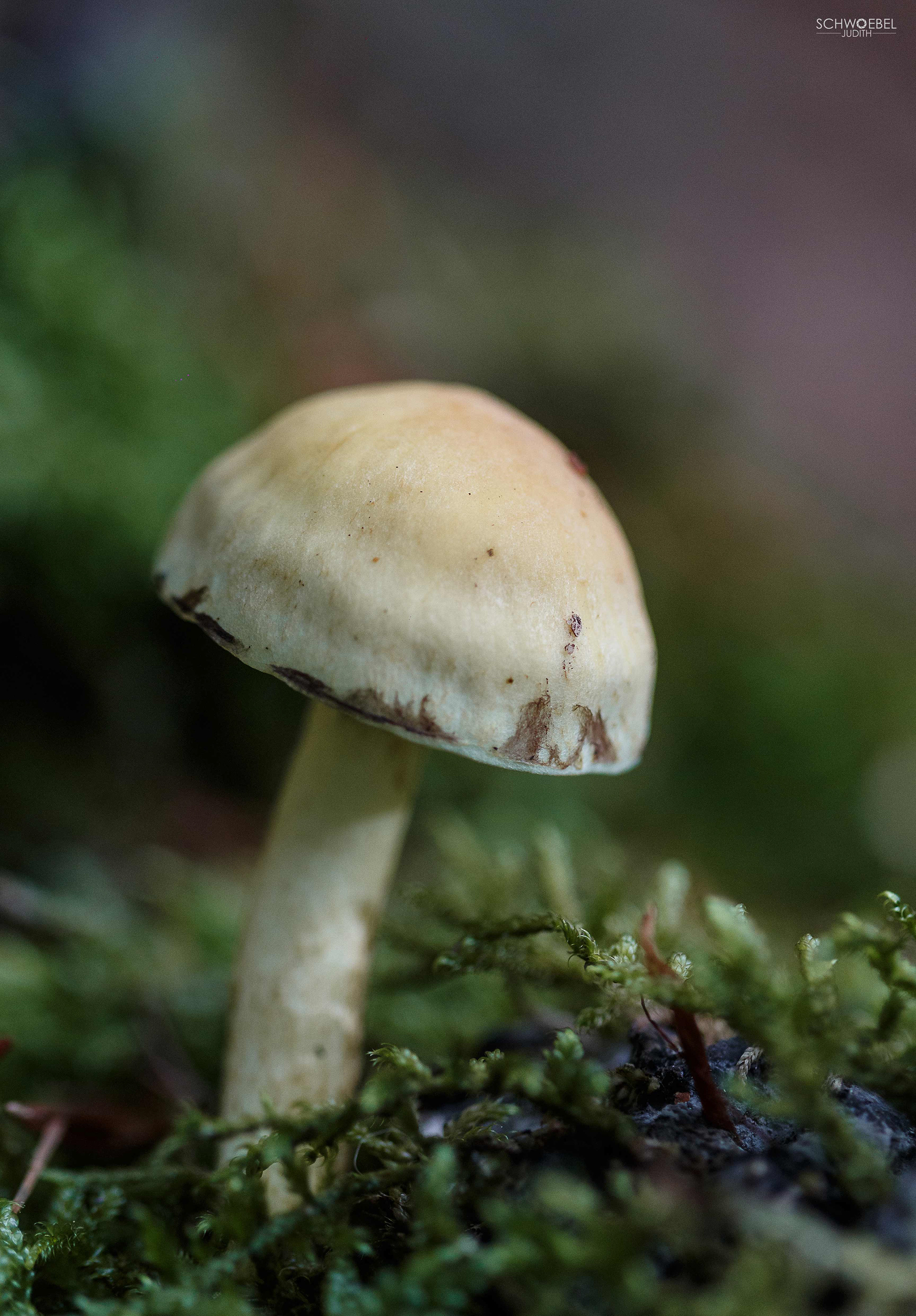 PILZ