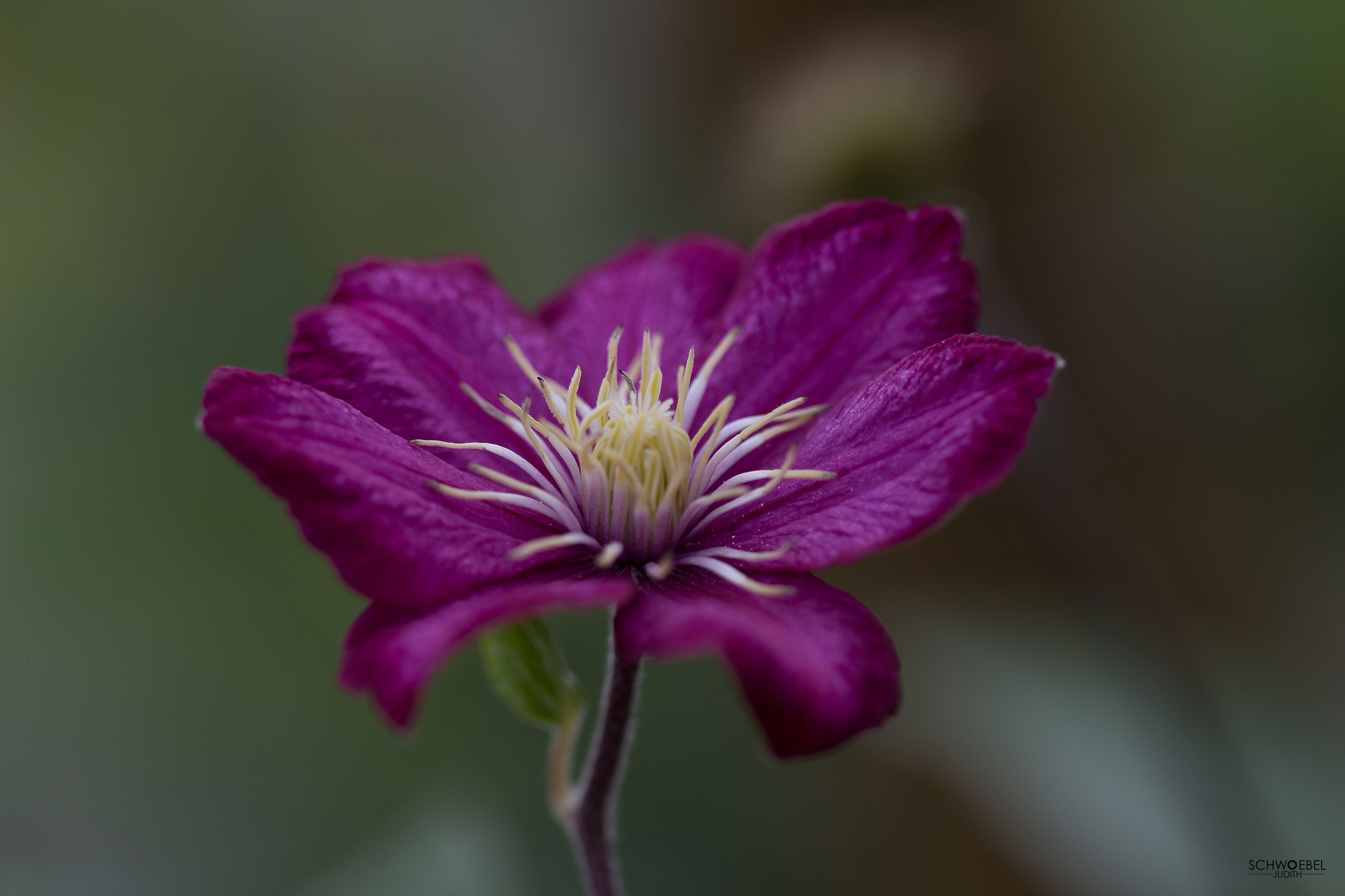 CLEMATIS