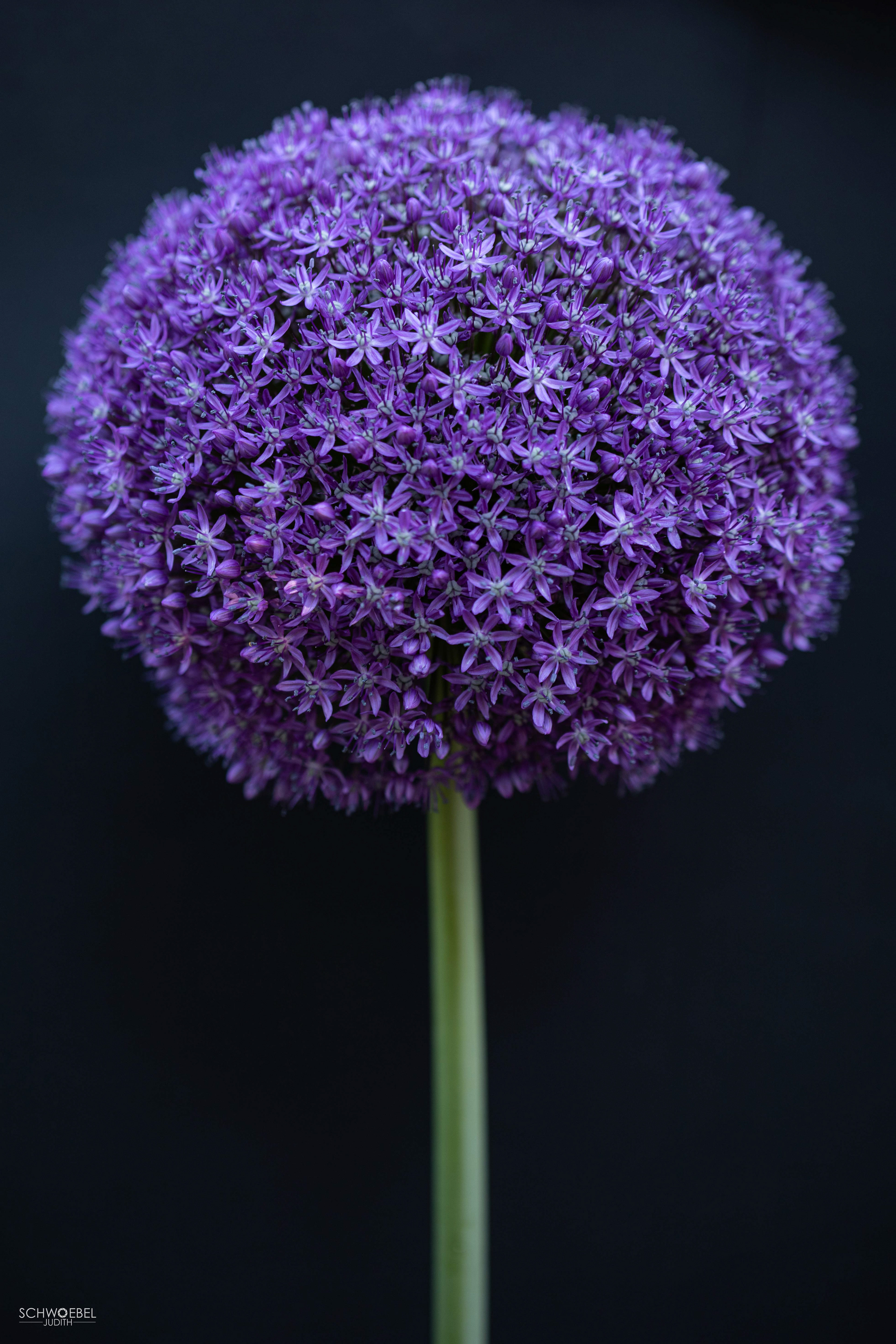 Allium