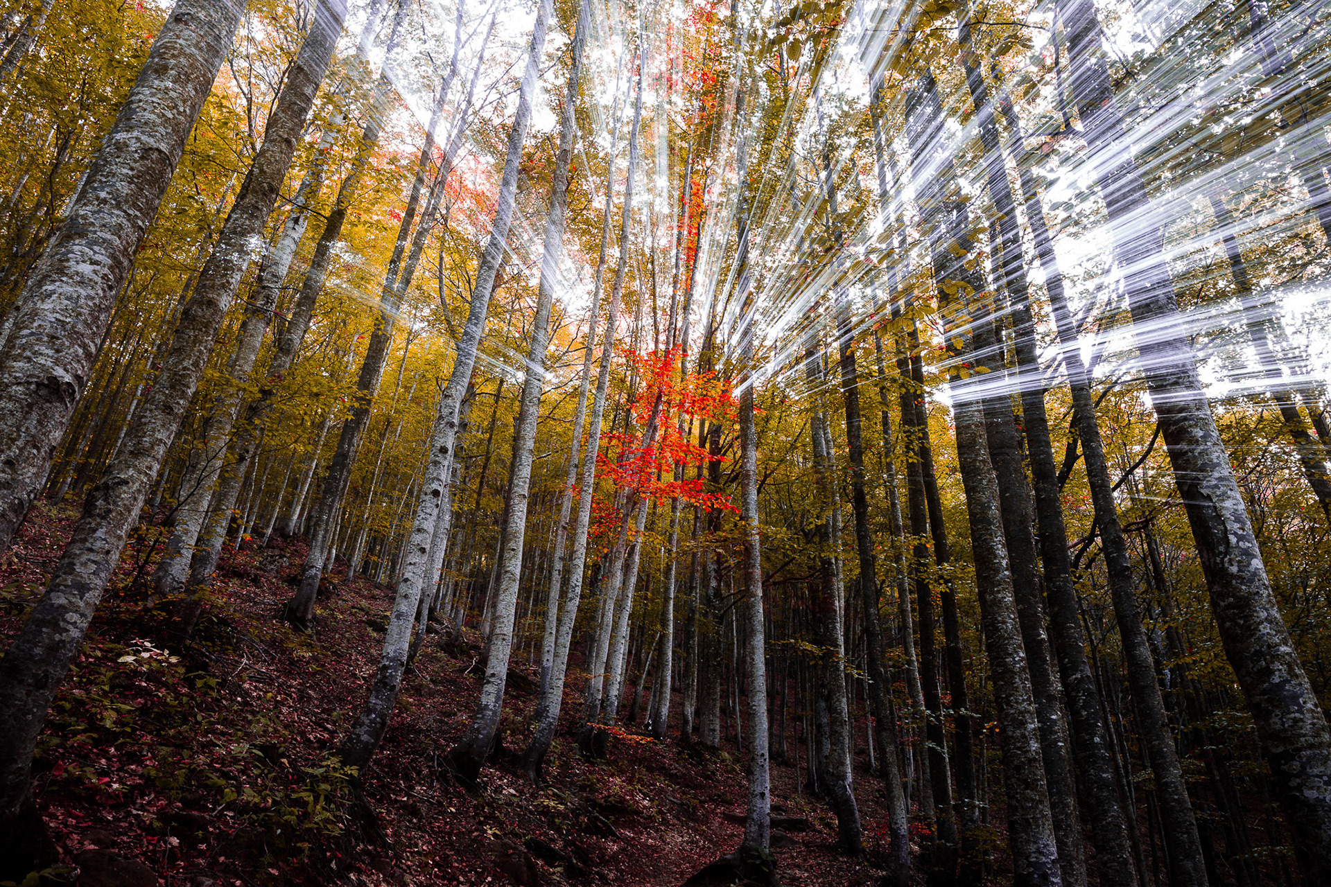 6D | 24-70L 2.8 II The making of:This is made by only one shot using the "zoom-out" technique.First put the camera, with a zoom lens, on a tripod or a stable surface than set the camera shutter speed at 2 seconds.Put the zoom at the longest focal lenght (in my case was a 24-70mm @ 70mm) and set the AF-Drive to 2sec delay.Start the shot and when the shutter release fast zoom-out with the lens at 24mm.The most important part is that the camera need to record the darker part of the image at 24mm for at least 1 second AFTER the zooming effect. This is the secret to have the trees sharp and in focus.Using the zoom-in technique will give not the same result because only the center part of the image will be in focus.Enjoy and good light!