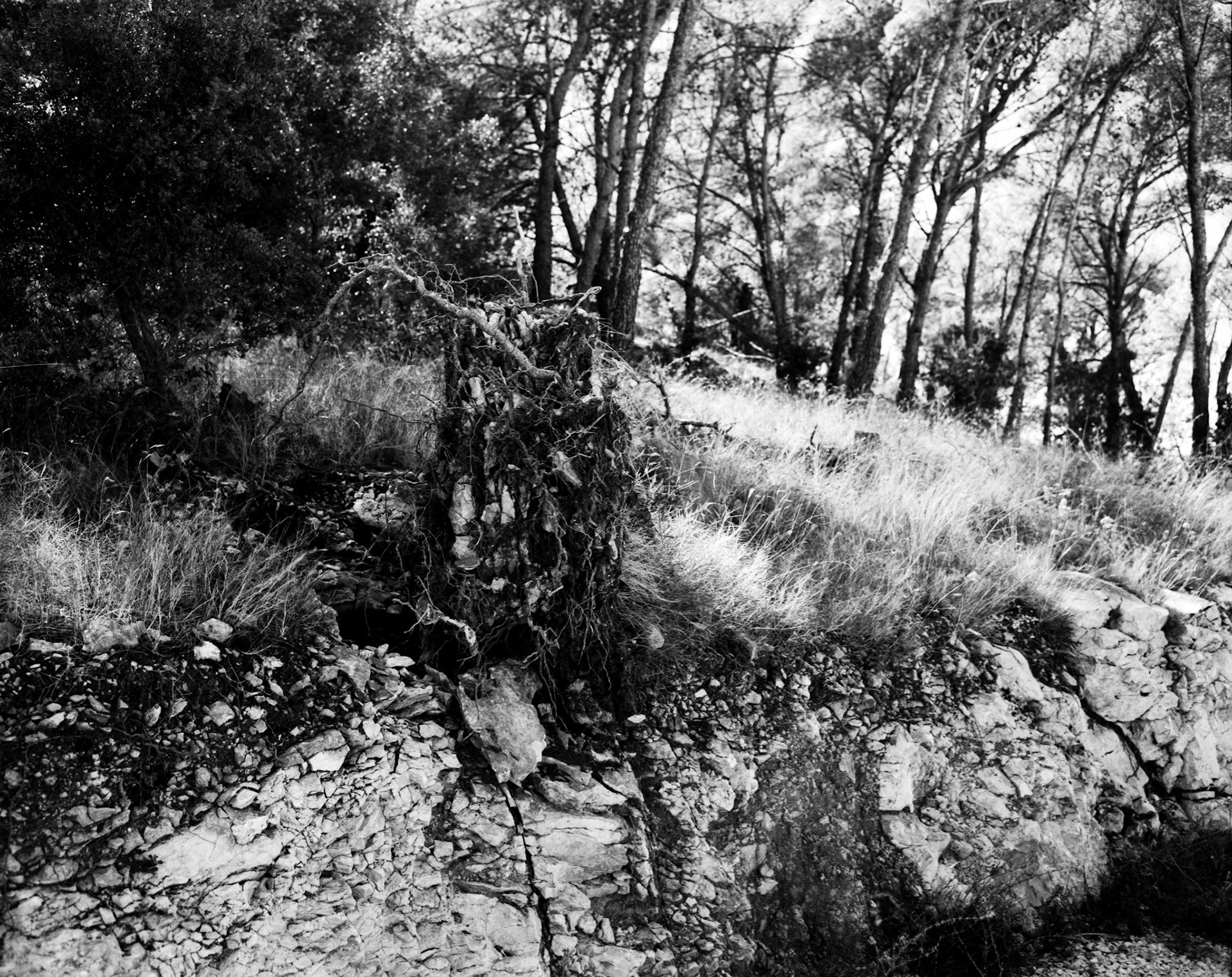 FP4+