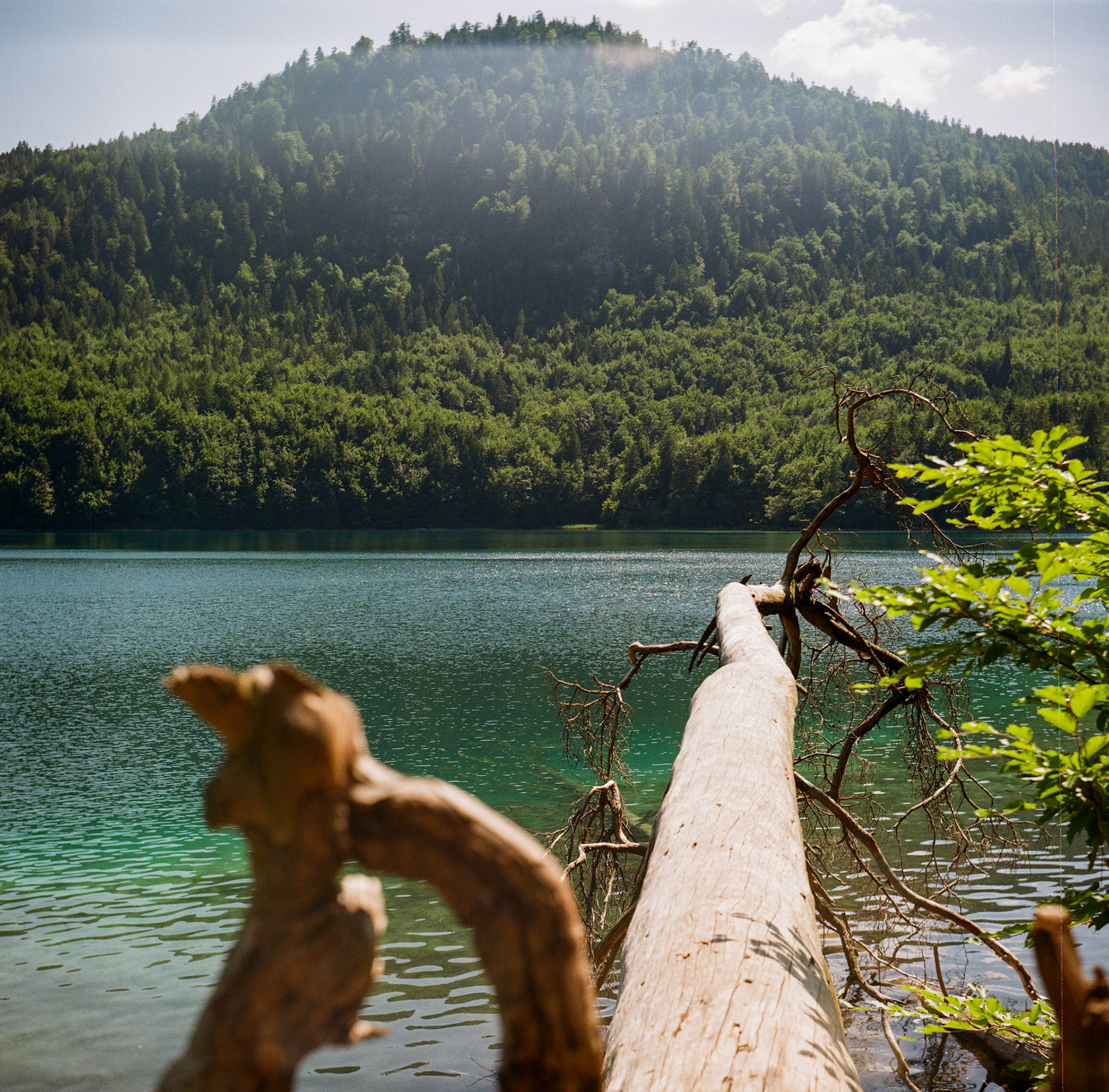 ЛОМО T-22 75mm F4.5, Alpsee 2025