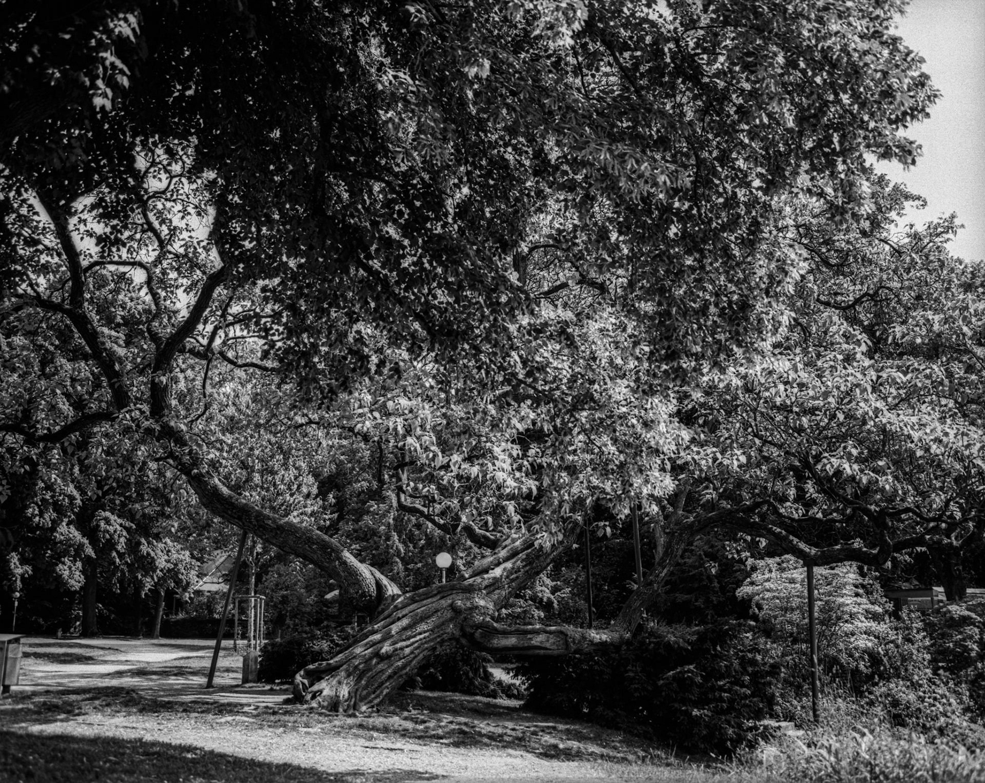 Fomapan 100