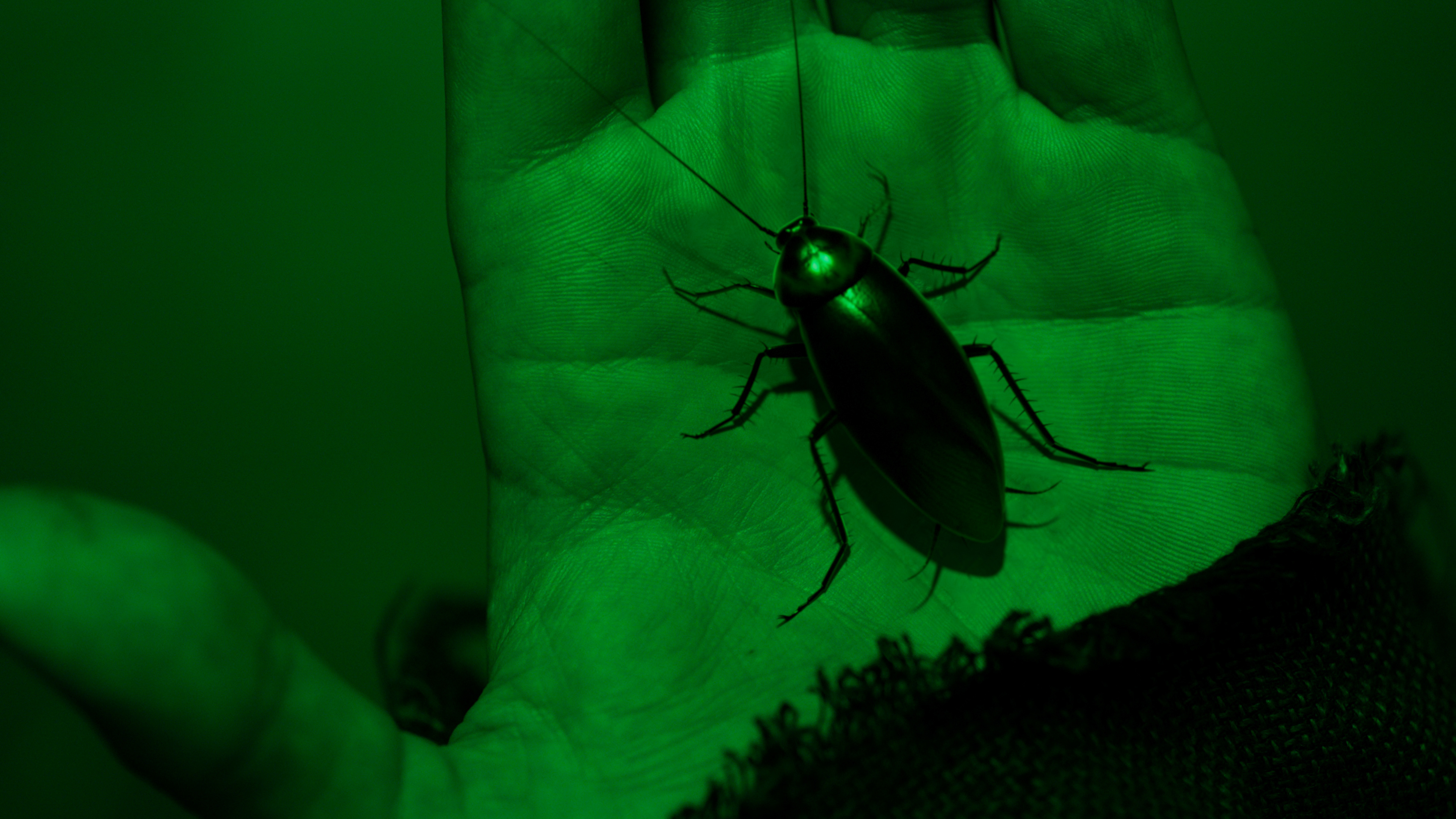 Remove plastic roach and add animated roach: after