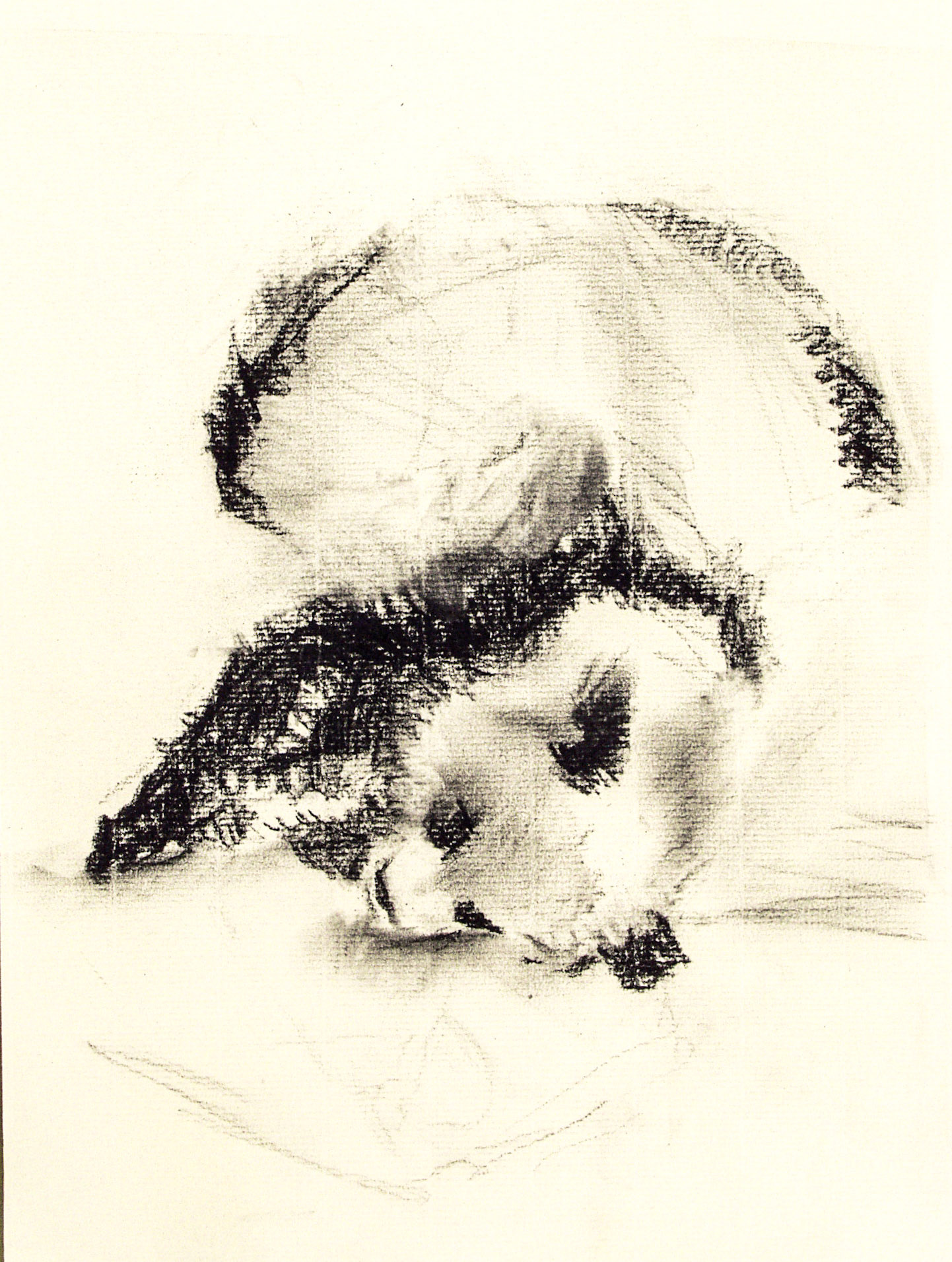 OLYMPUS DIGITAL CAMERA