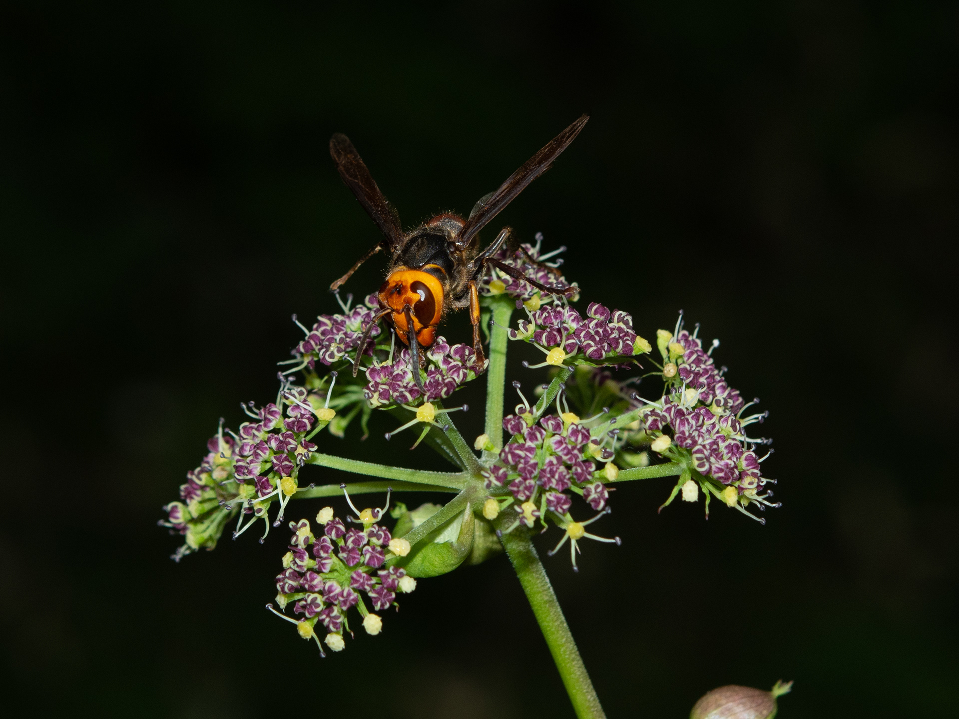 Angelica decursiva